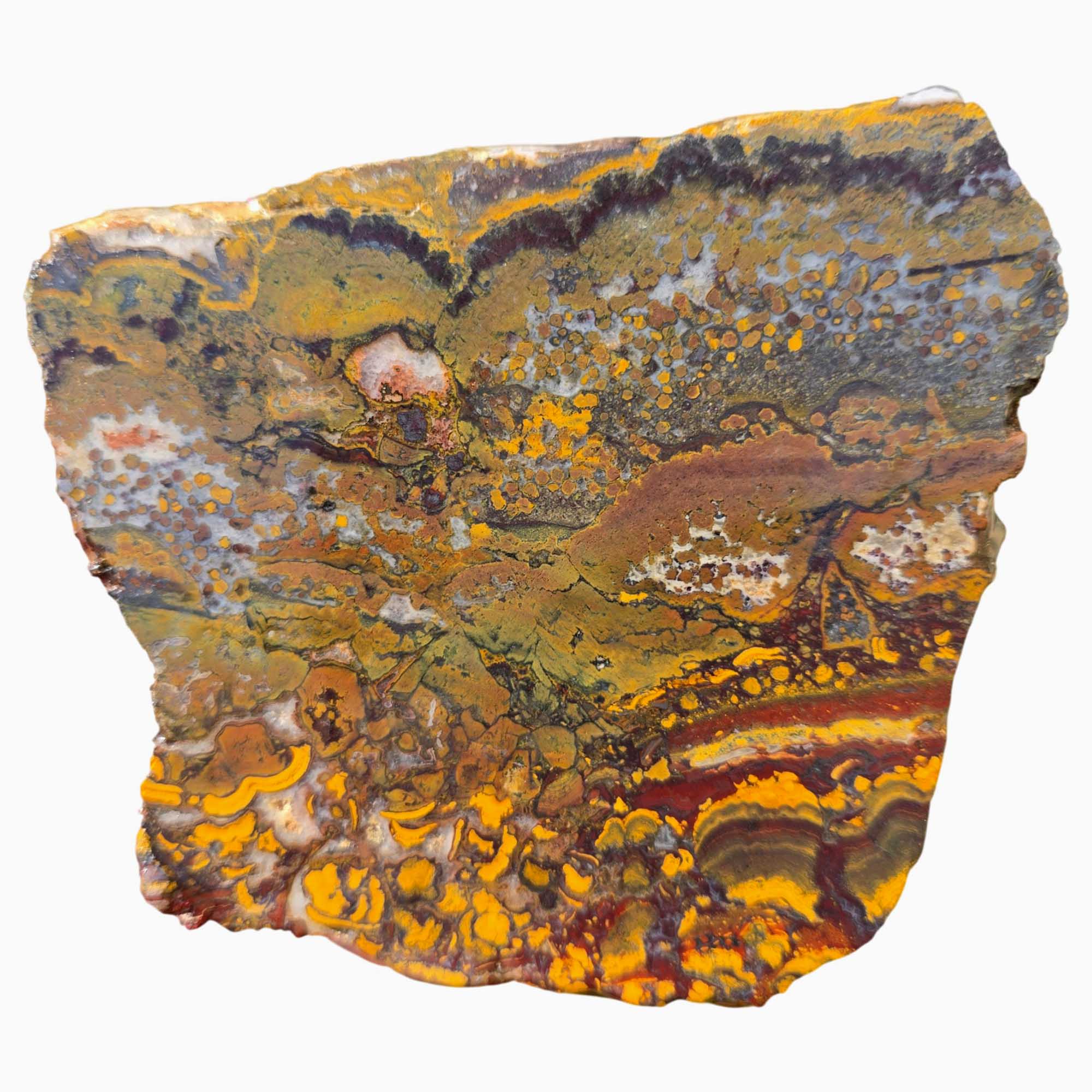 Apple Valley Jasper Slab – Stromatolite Brecciation – Sahara Desert Fossil