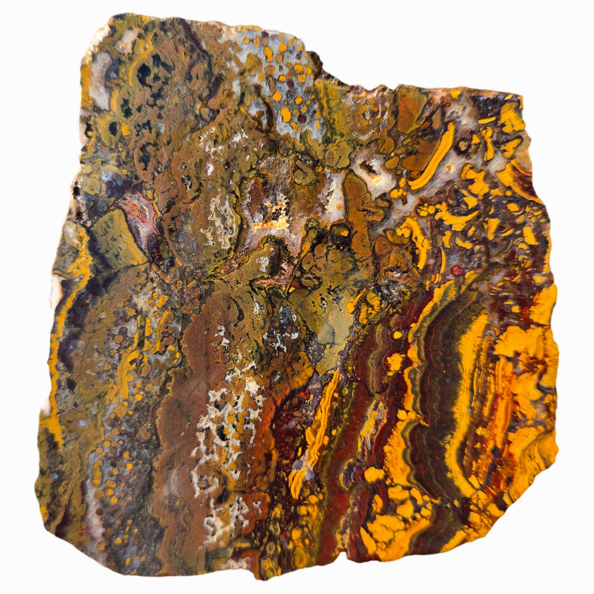 Apple Valley Jasper Slab – Stromatolite Brecciation – Sahara Desert Fossil