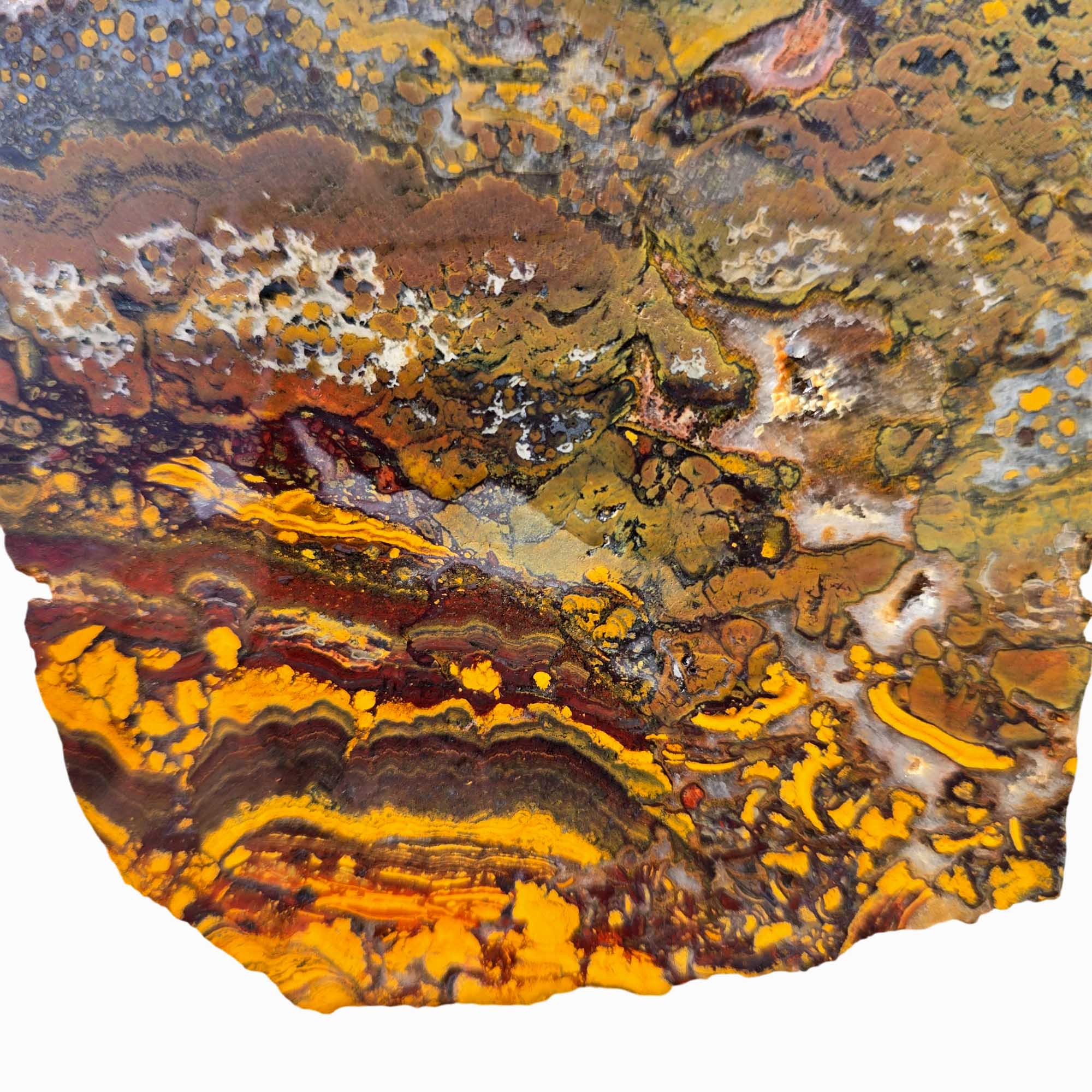 Apple Valley Jasper Slab – Stromatolite Brecciation – Sahara Desert Fossil