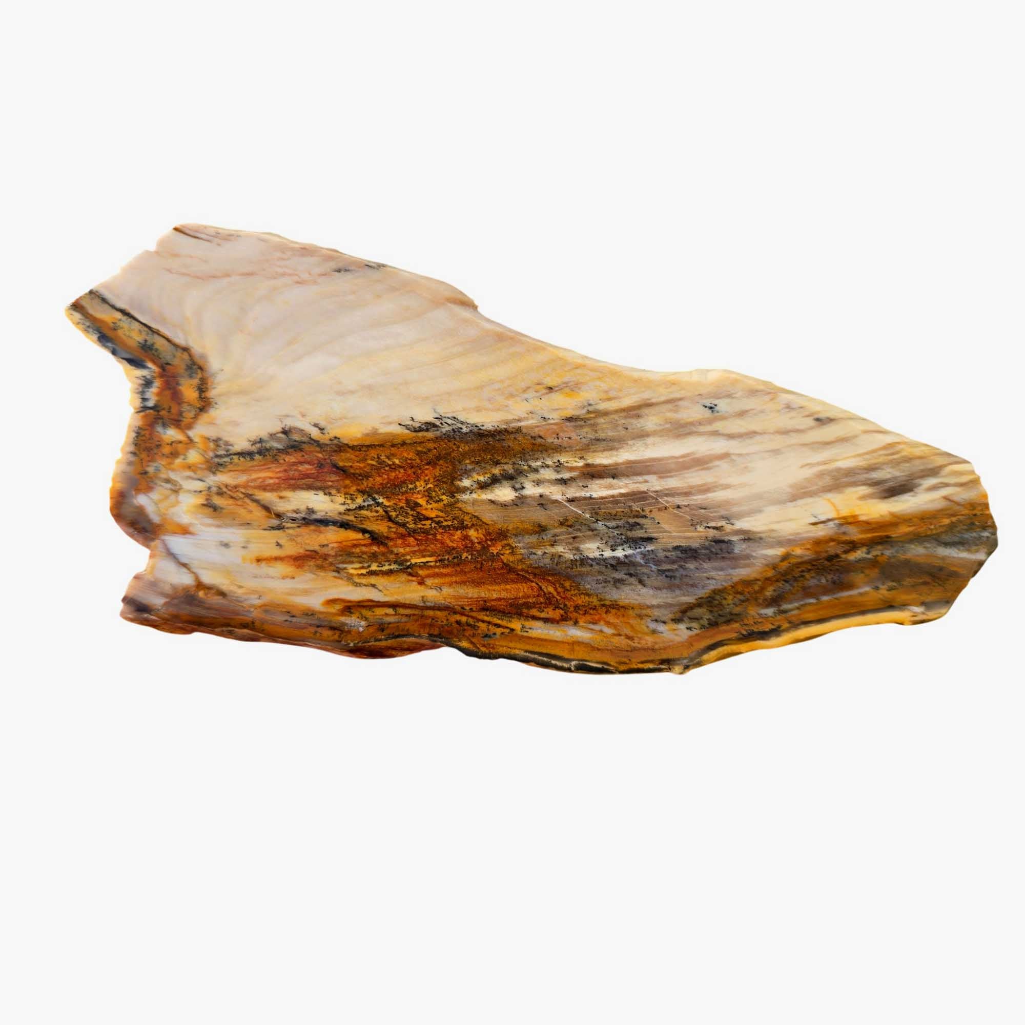 Mystery Petrified Wood Slab – Rustic Woodgrain – Vintage Thin Cut #3660-Photo1