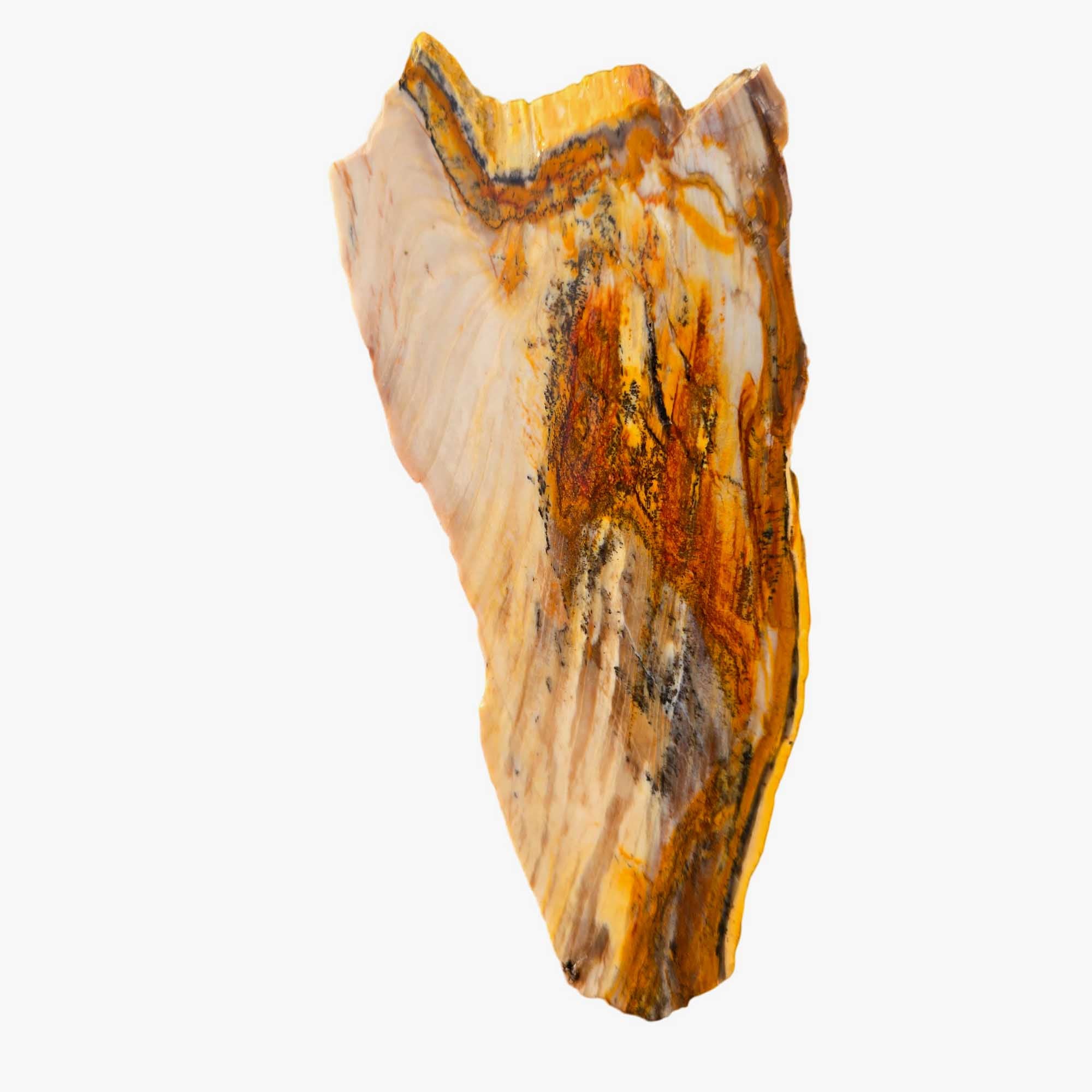 Mystery Petrified Wood Slab – Rustic Woodgrain Pattern Vintage Cut #3660-Photo3