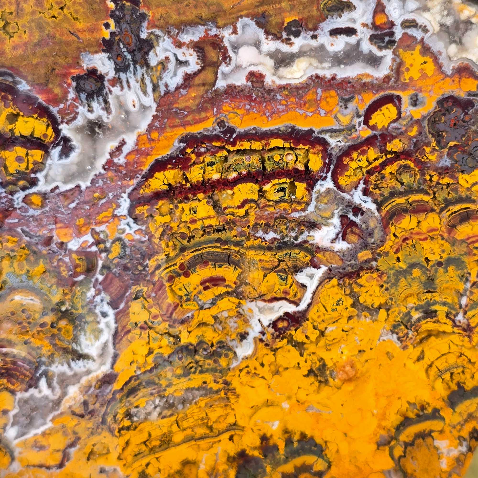 Apple Valley Jasper Slab – Prime Hematite Flowers – Sahara Stromatolite