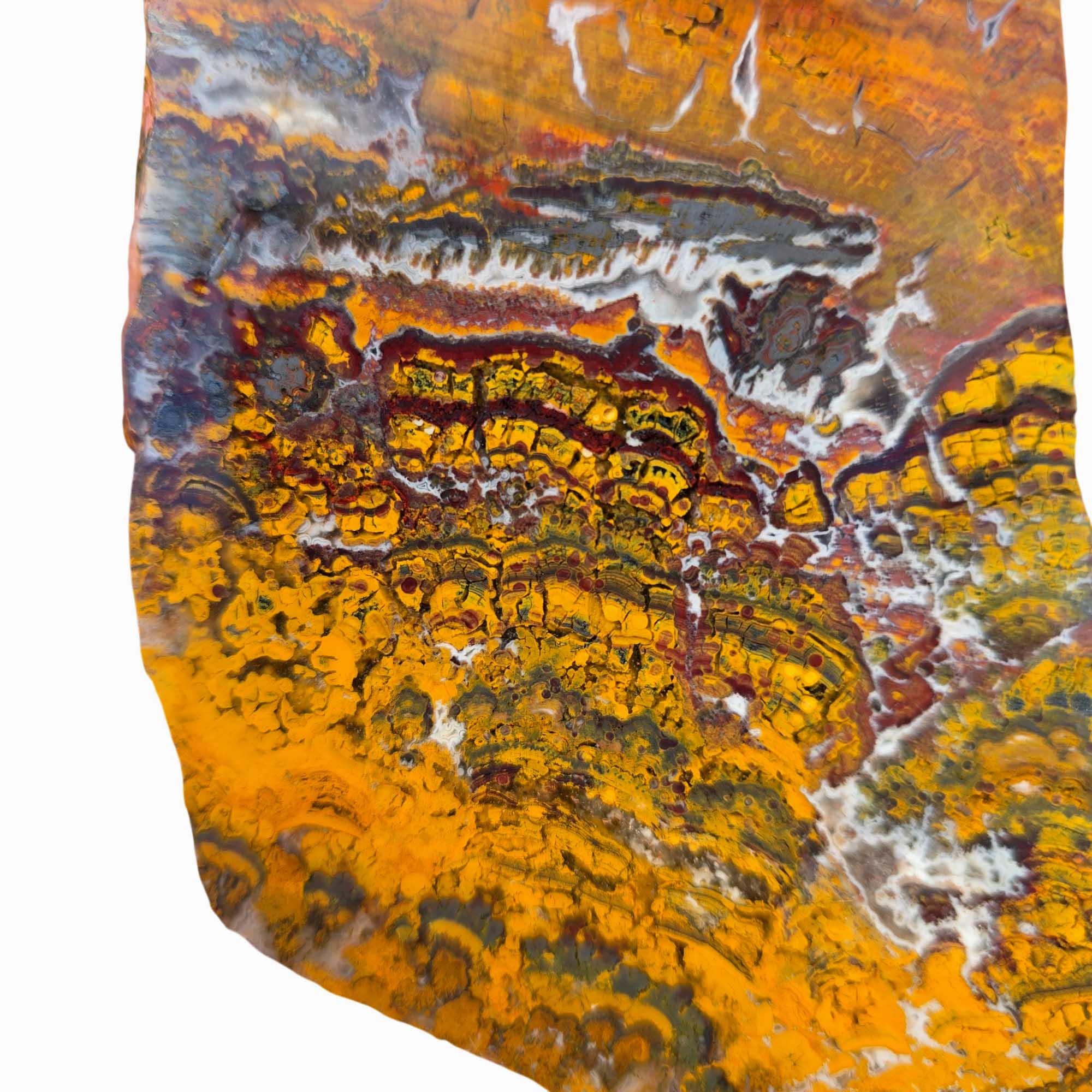 Apple Valley Jasper Slab – Prime Hematite Flowers – Sahara Stromatolite