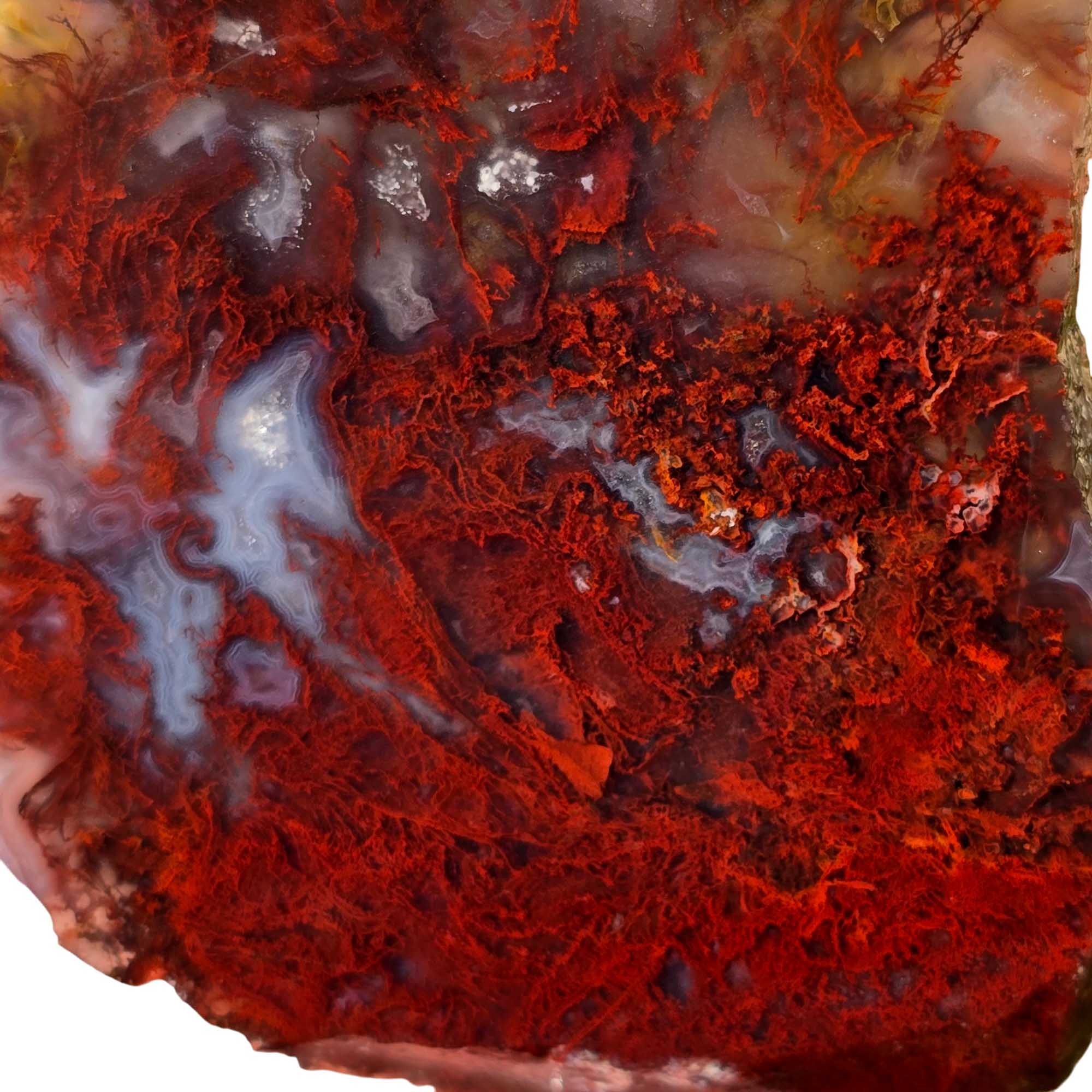 San Carlos Agate Slab – Bright Red Moss Plume Mexico #3668-Photo2