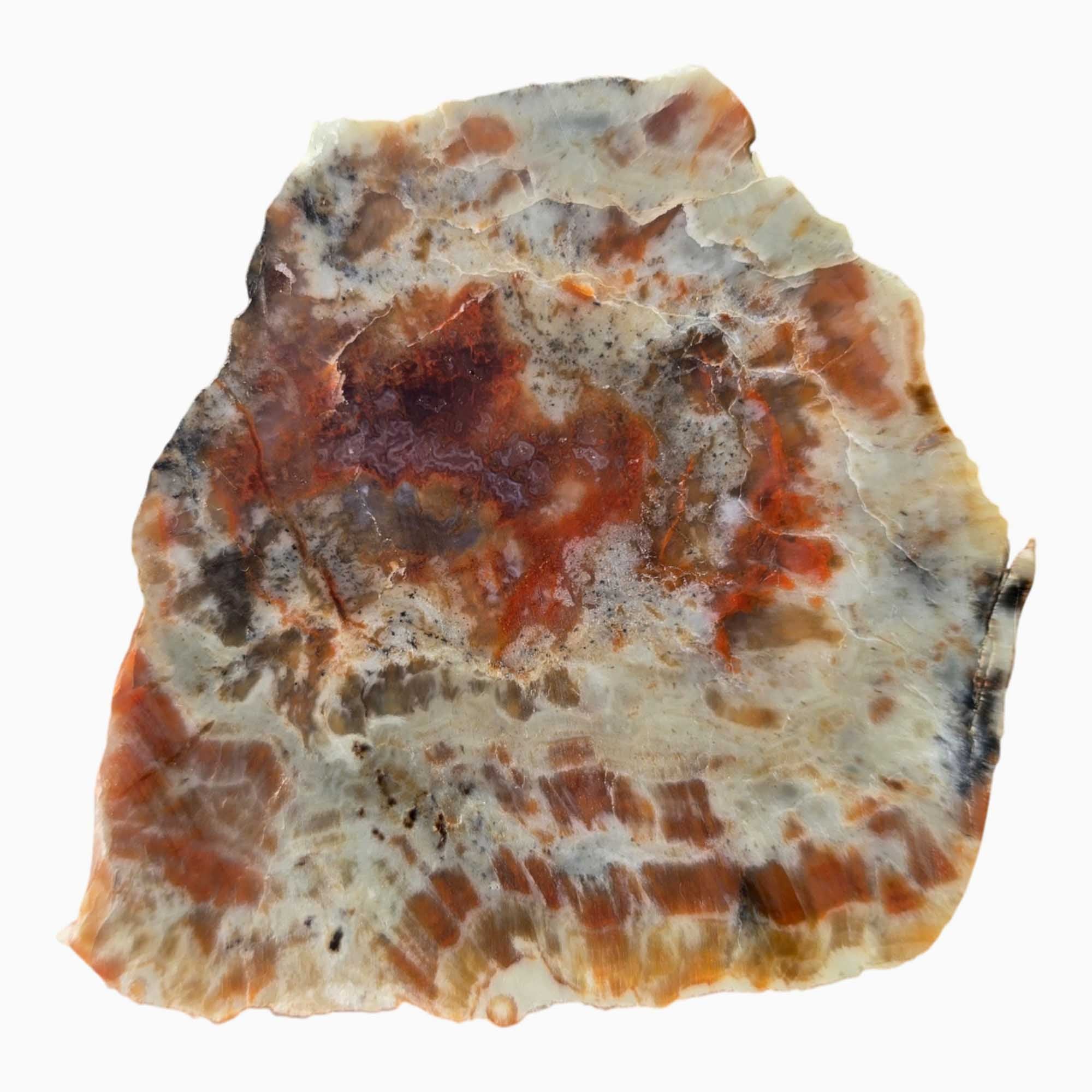 Coprolite Slab Dry - Pink Red Splotches Feldspar Sparkle Utah Fossil #3670-4