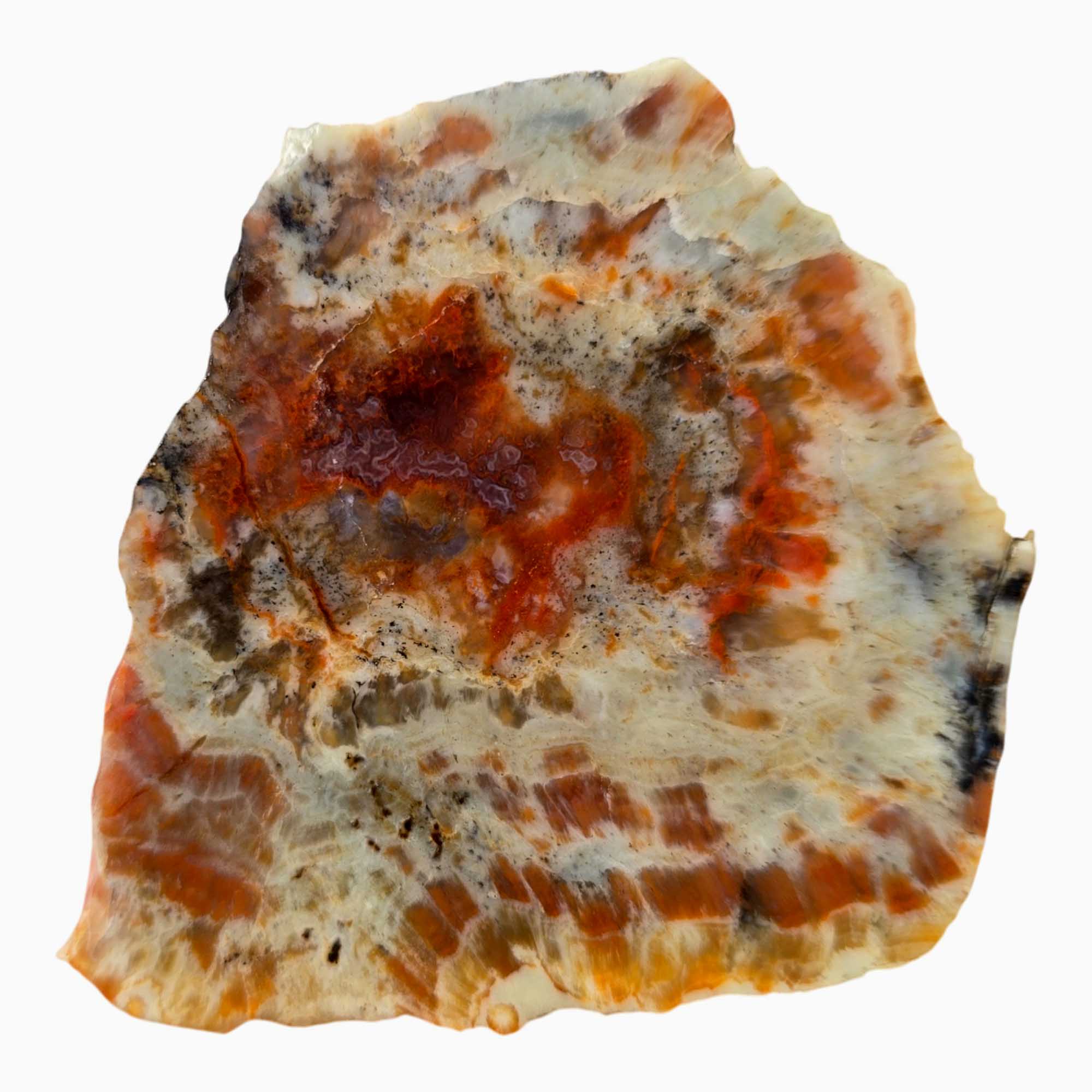 Coprolite Slab - Pink Red Splotches Feldspar Sparkle Utah Fossil #3670-1