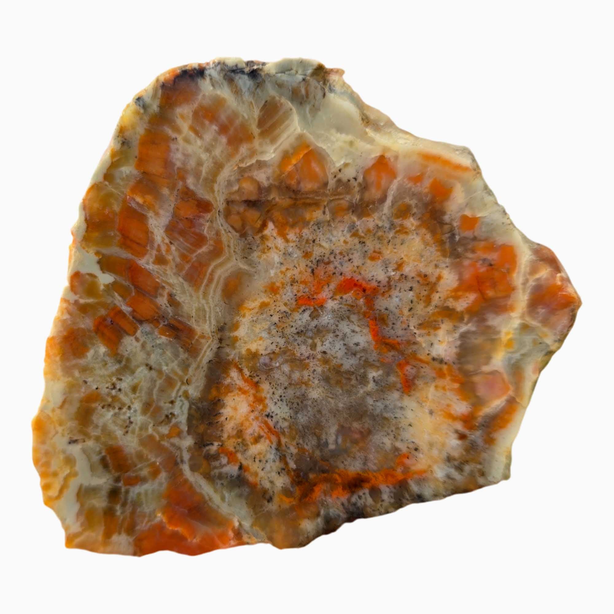 Coprolite Slab - Pink Red Splotches Feldspar Sparkle Utah Fossil #3670-3