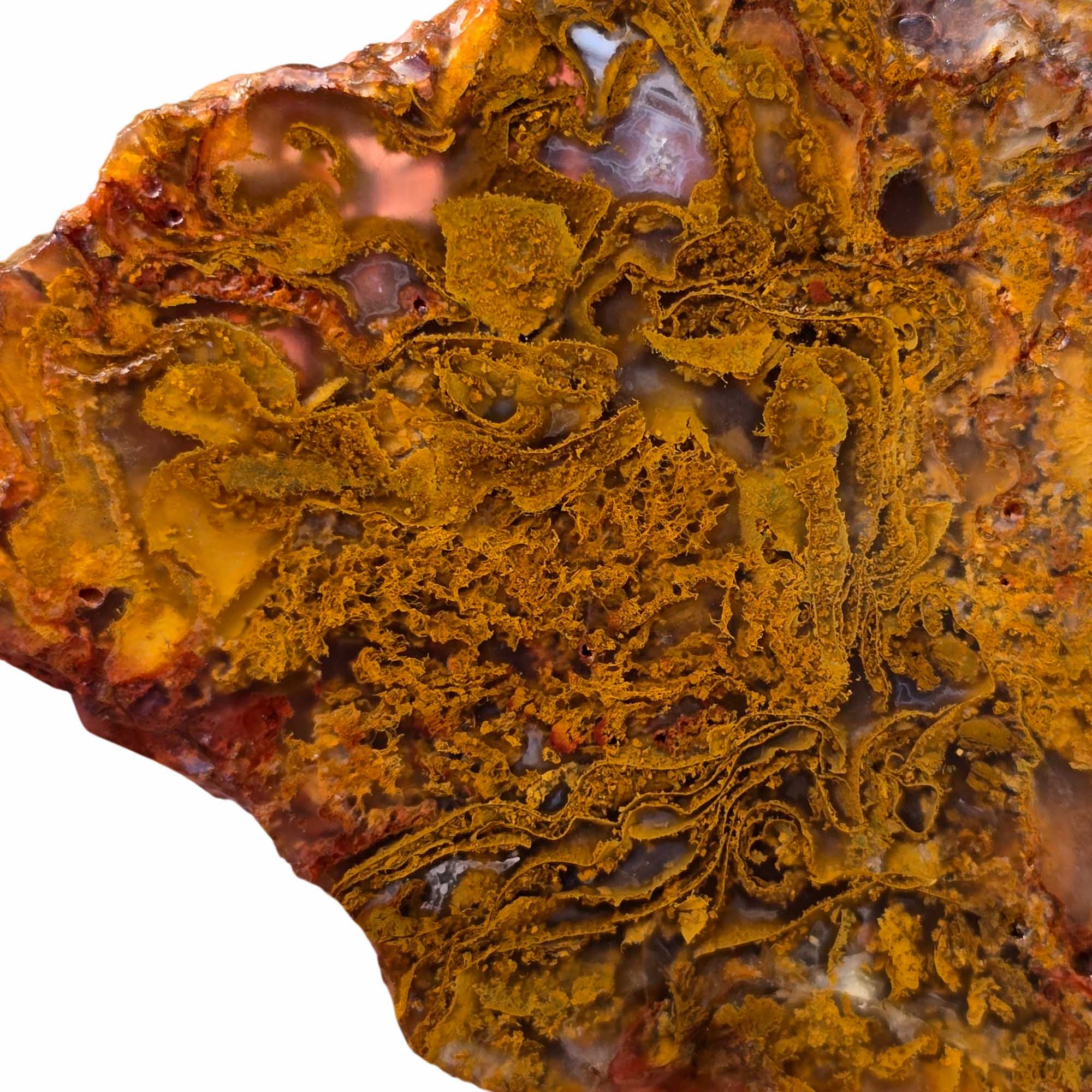Maury Mountain Moss Agate Slab Orange Golden Red Moss Oregon #3671-Photo2