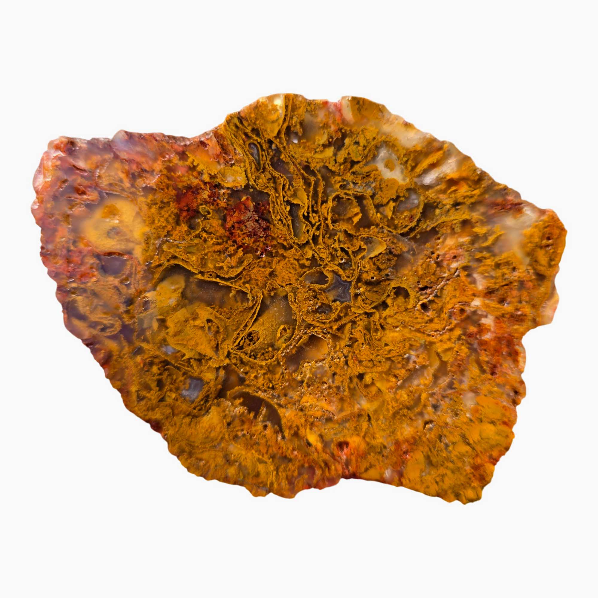 Maury Mountain Moss Agate Slab Orange Golden Red Moss Oregon #3671-Photo3