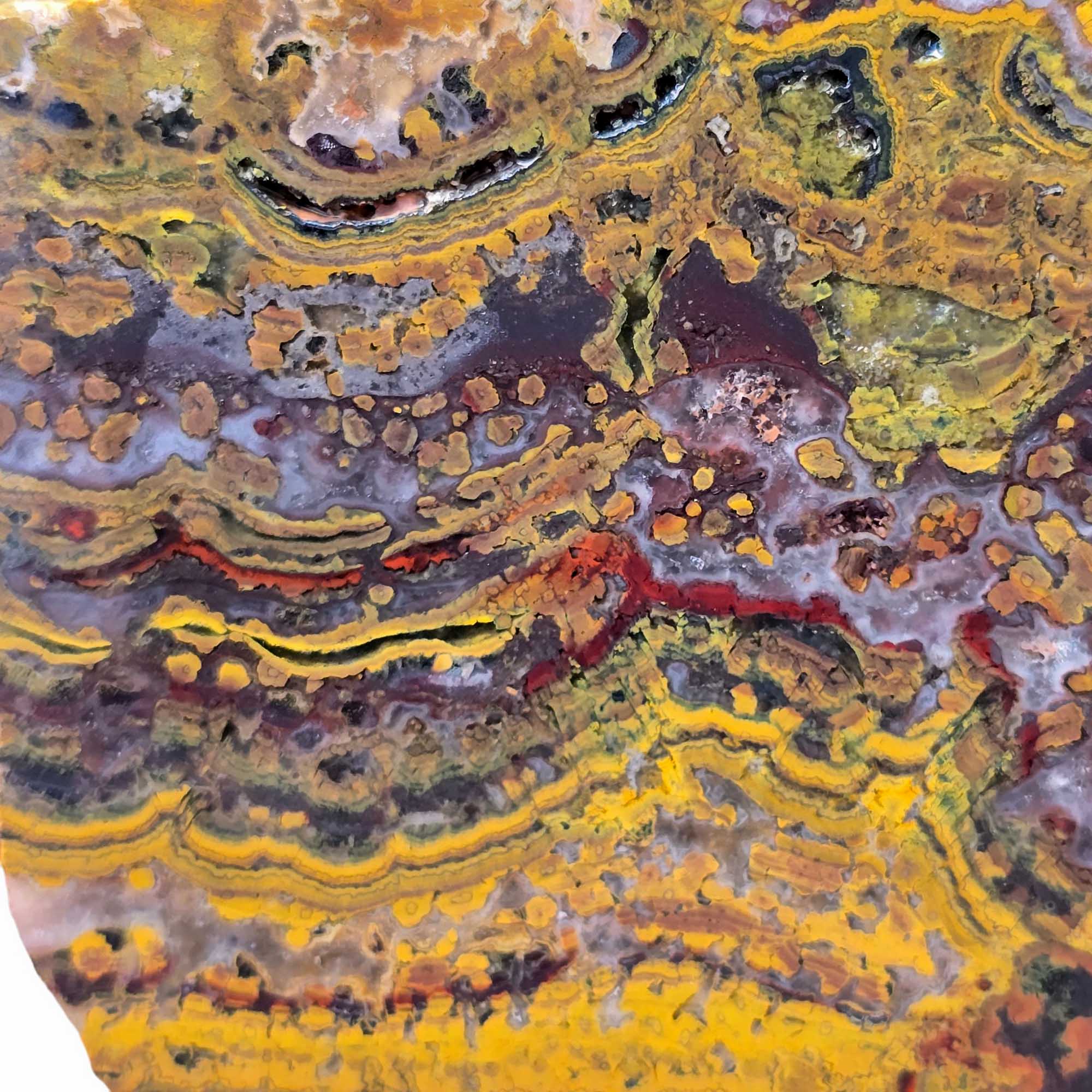 Apple Valley Jasper Slab – Stromatolite Hematite Sahara Fossil #3675-Photo1