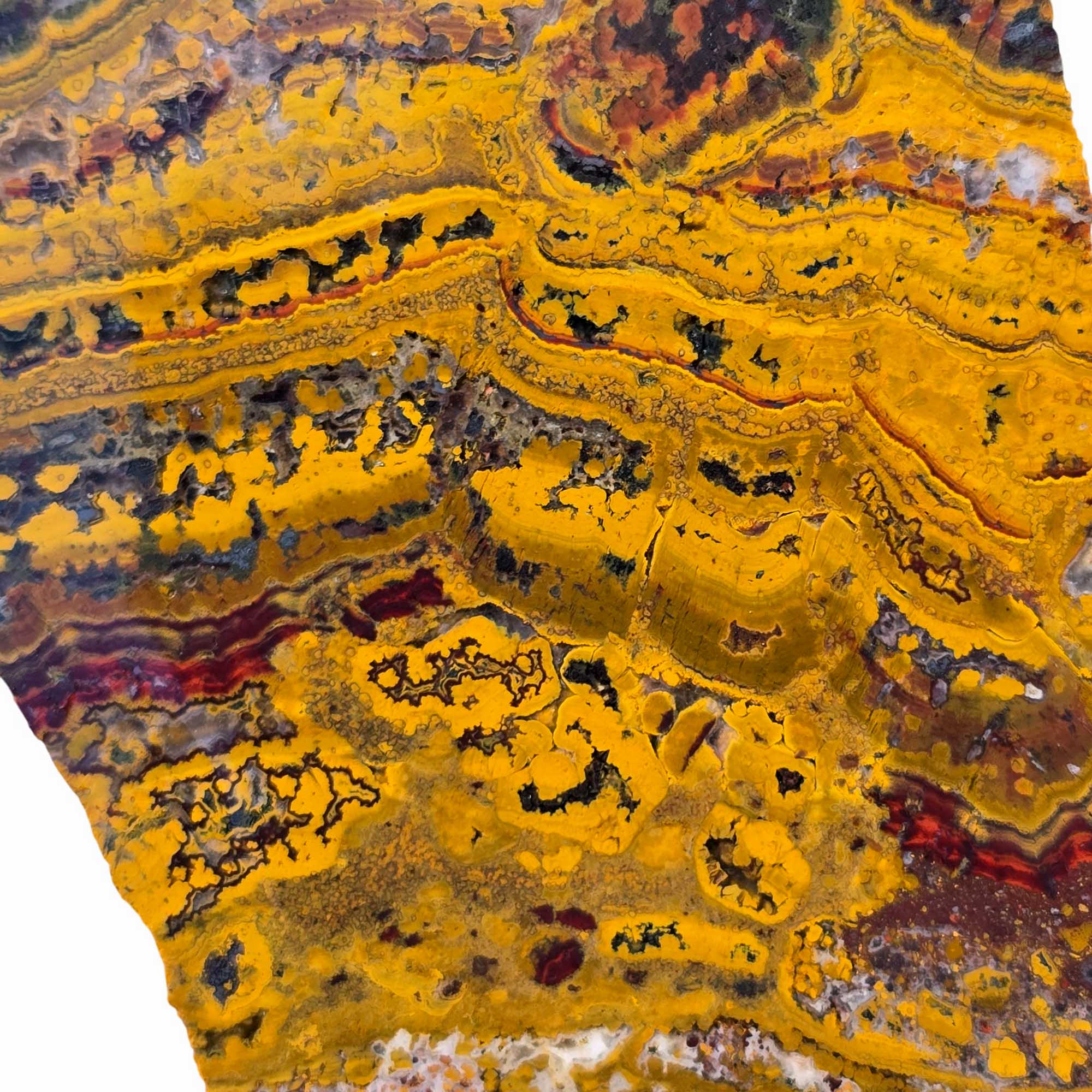 Apple Valley Jasper Slab – Stromatolite Hematite Sahara Fossil #3675-Photo3