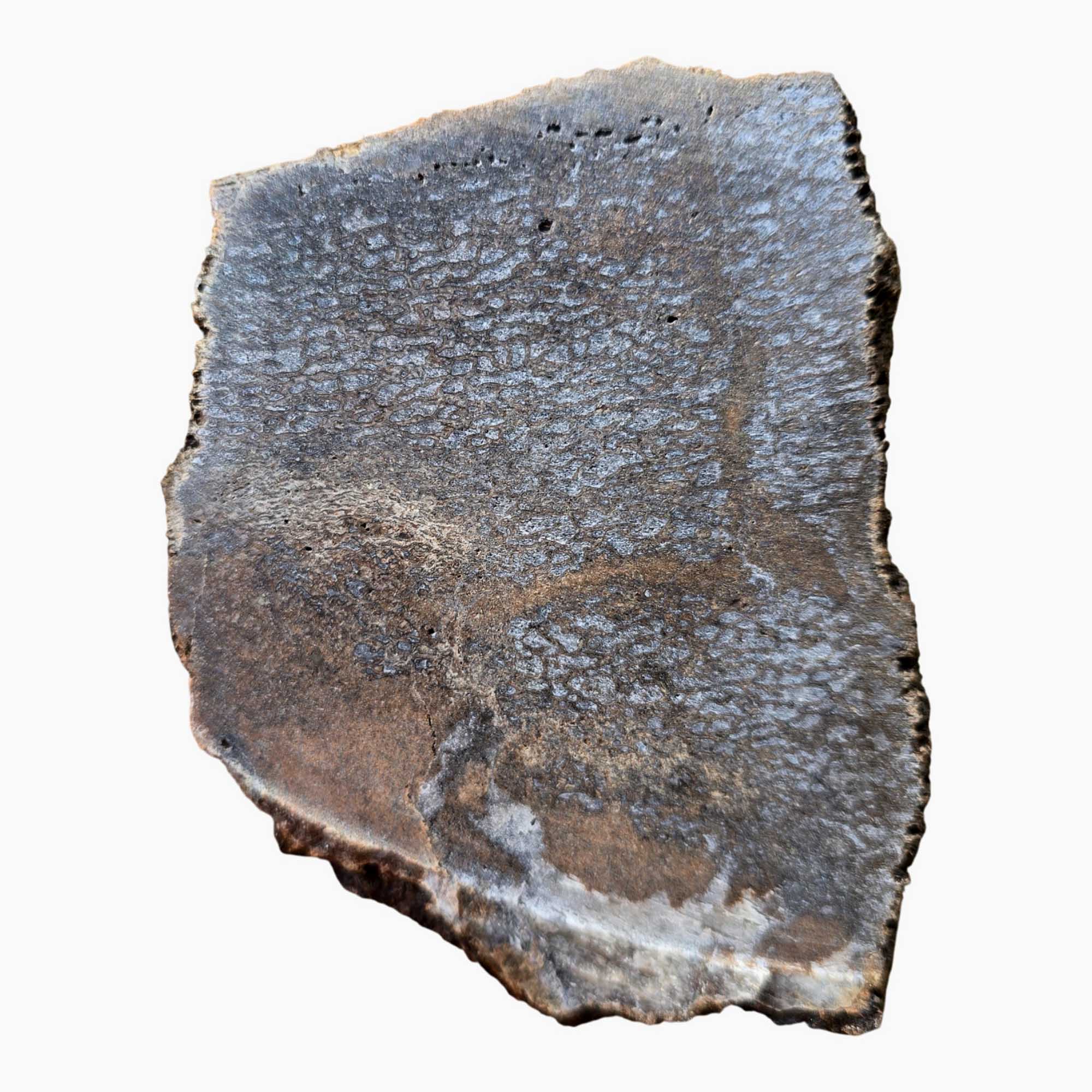 Gem Dinosaur Bone Slab – Blue Agate Cell Pattern Utah Fossil #3679-Photo3