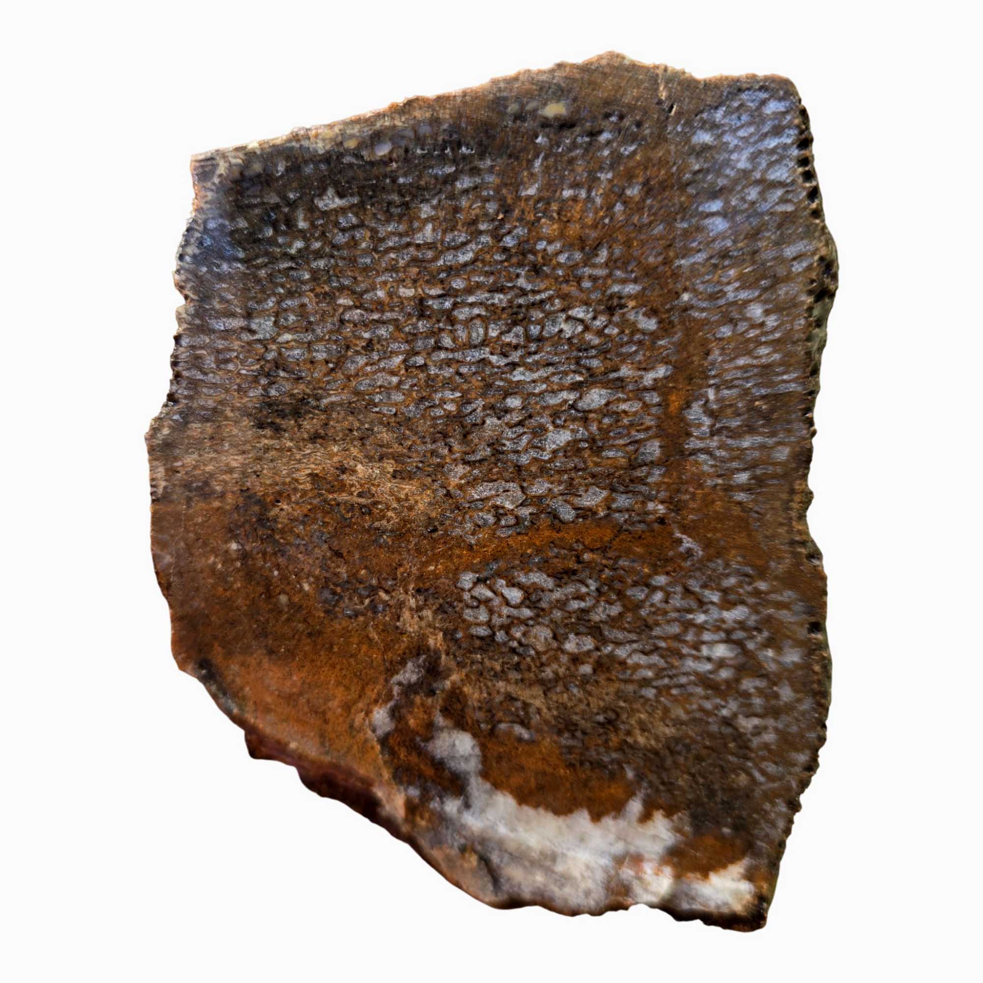 Gem Dinosaur Bone Slab Dry – Blue Agate Cell Pattern Utah Fossil #3679-Photo4