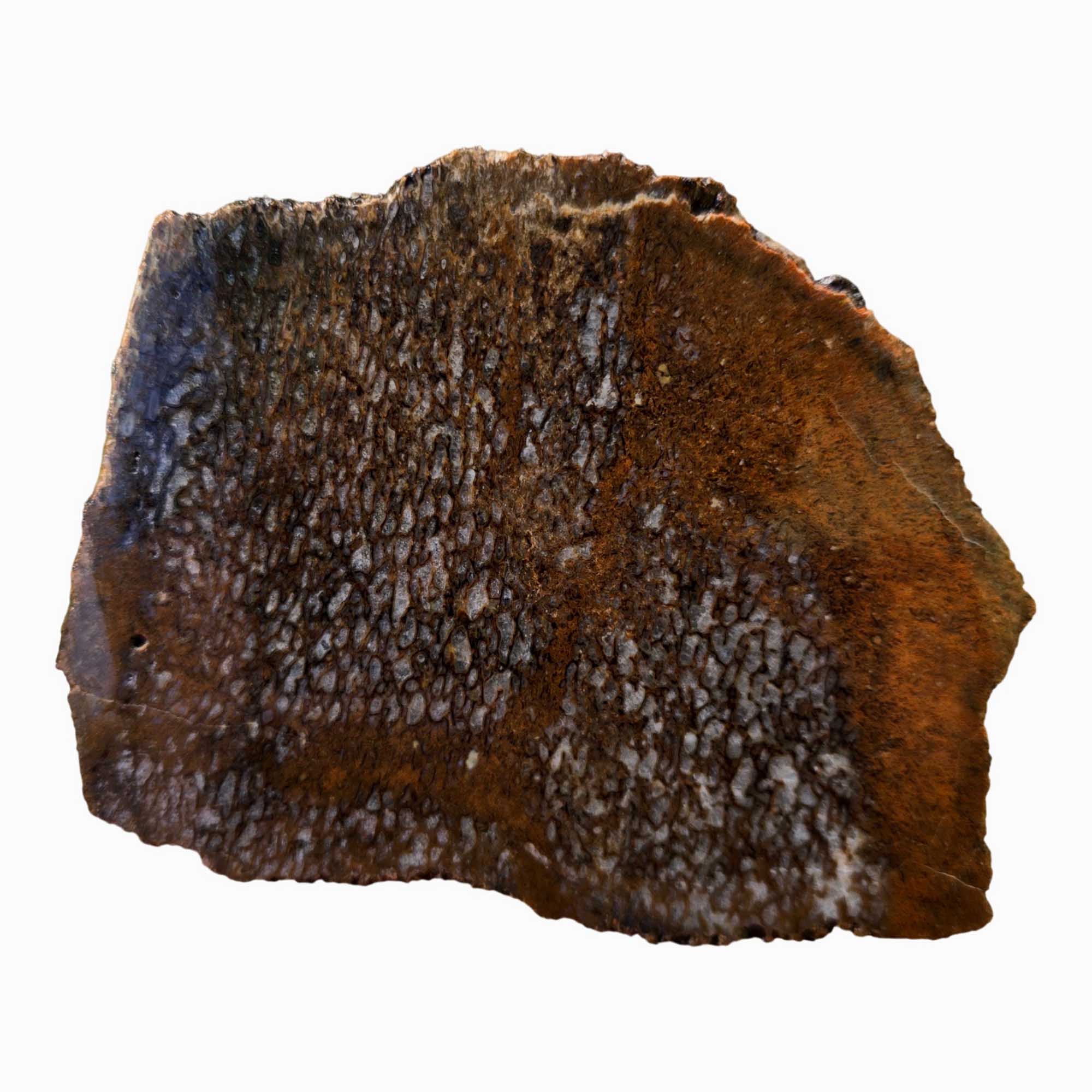 Gem Dinosaur Bone Slab – Blue Agate Cell Pattern Utah Fossil #3679-Photo2