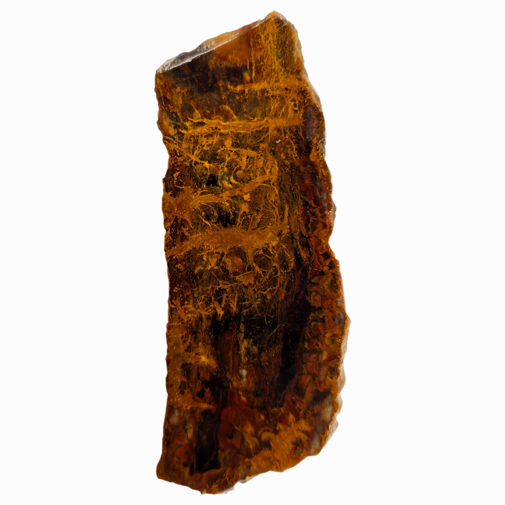 Madagascar Petrified Wood Slab – Plasma Lightning Pattern Triassic #3853-Photo2