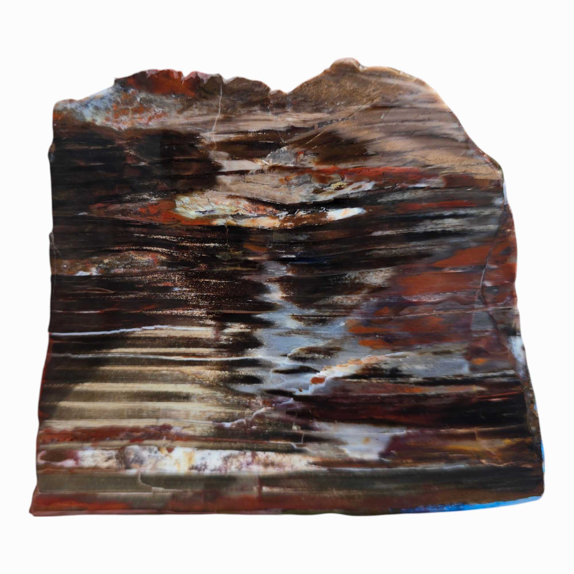 Mystery Petrified Wood Slab – Earthy Fossil Wood Polished Wet #3528-Photo1