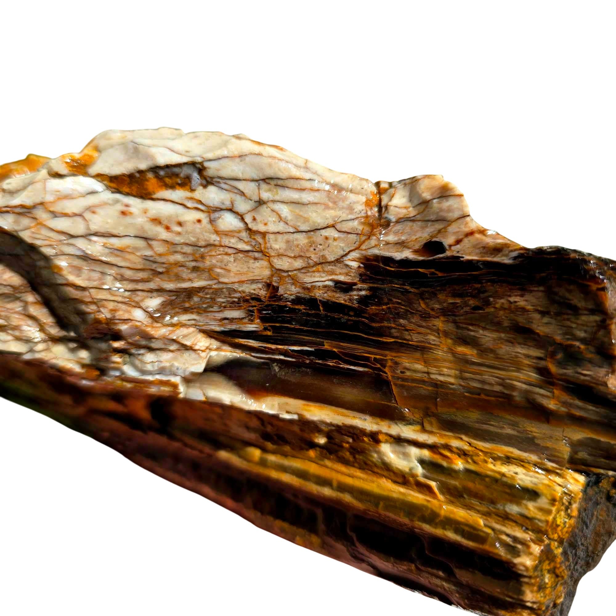 Pacific Northwest Petrified Wood Random Pull Saddle Mountain Specimen #8568411783402-2