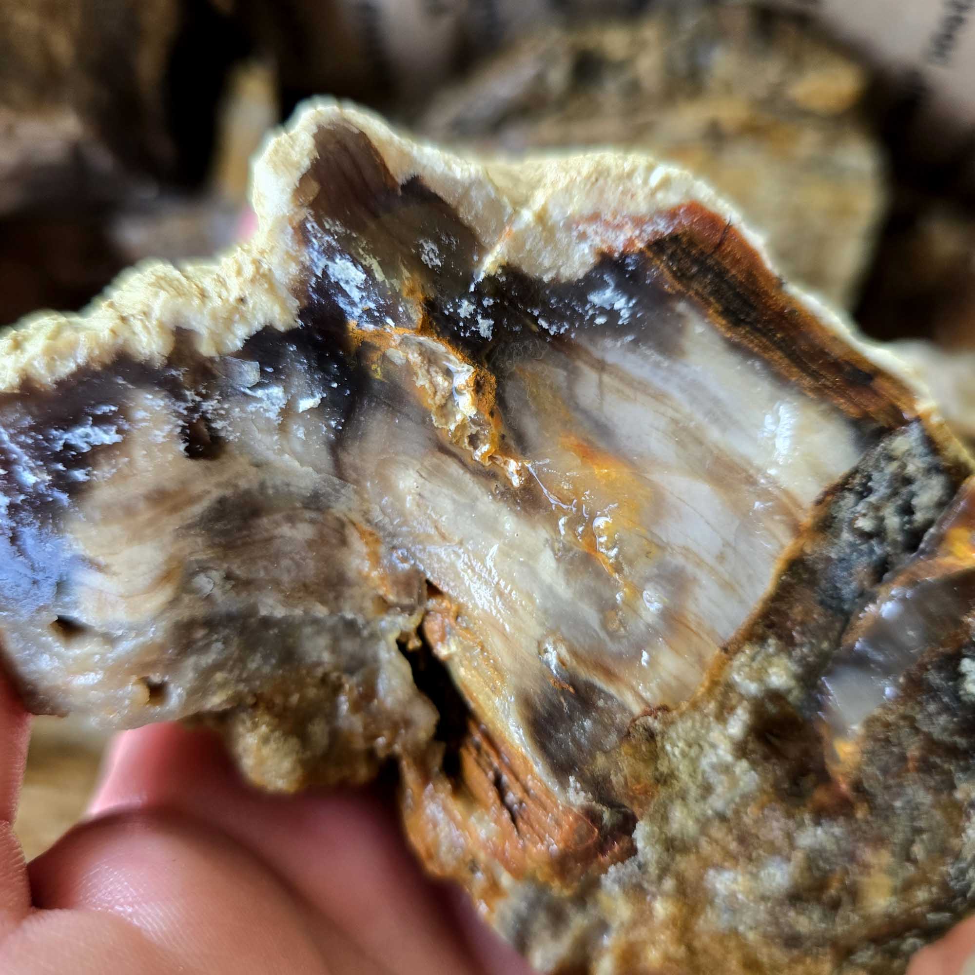 Saddle Mountain Petrified Wood Rough – Authentic Bark Grain Detail #F360-2