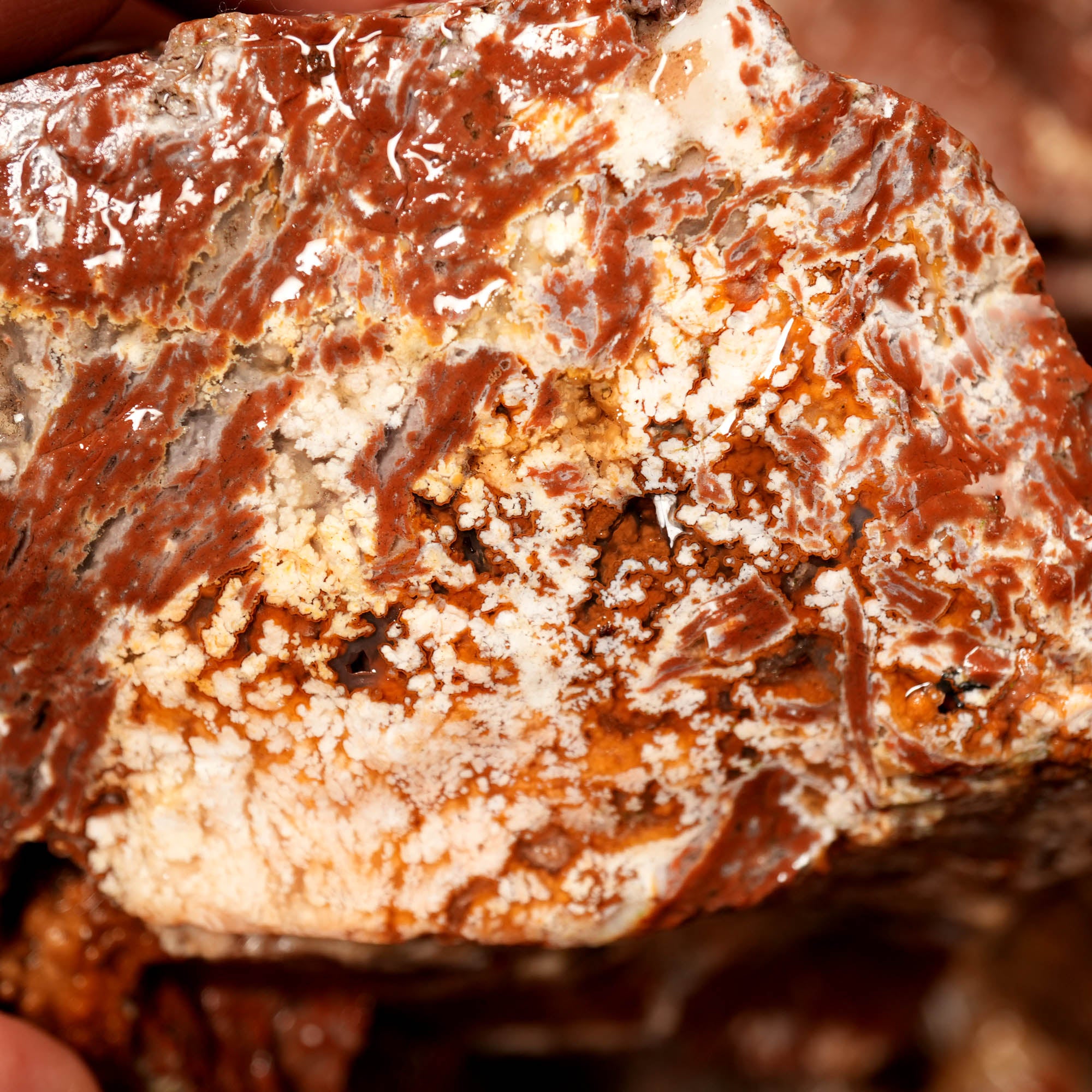 Eagle Rock Plume Agate Rough Flatrate - Multiple Varieties