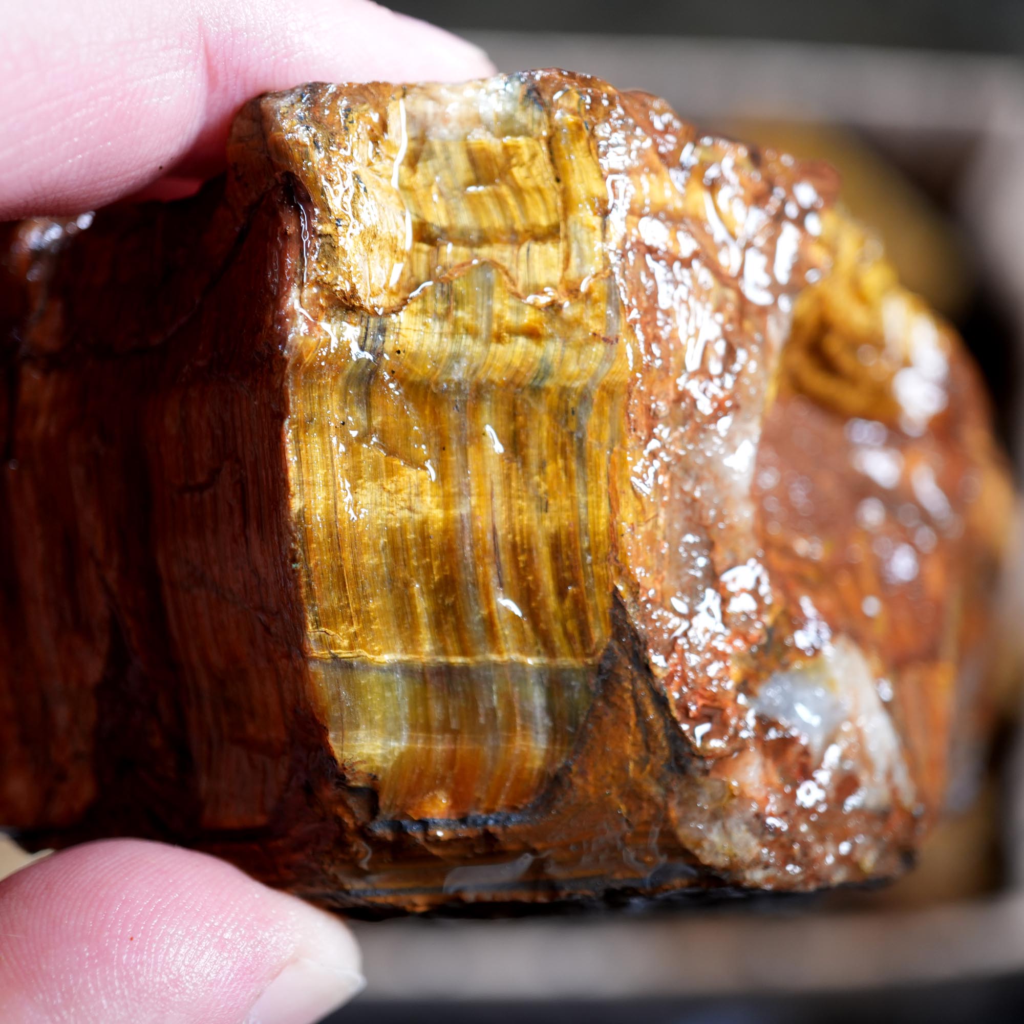 Variegated Golden Tiger Eye Rough Flatrate - Golden Flash Display Box