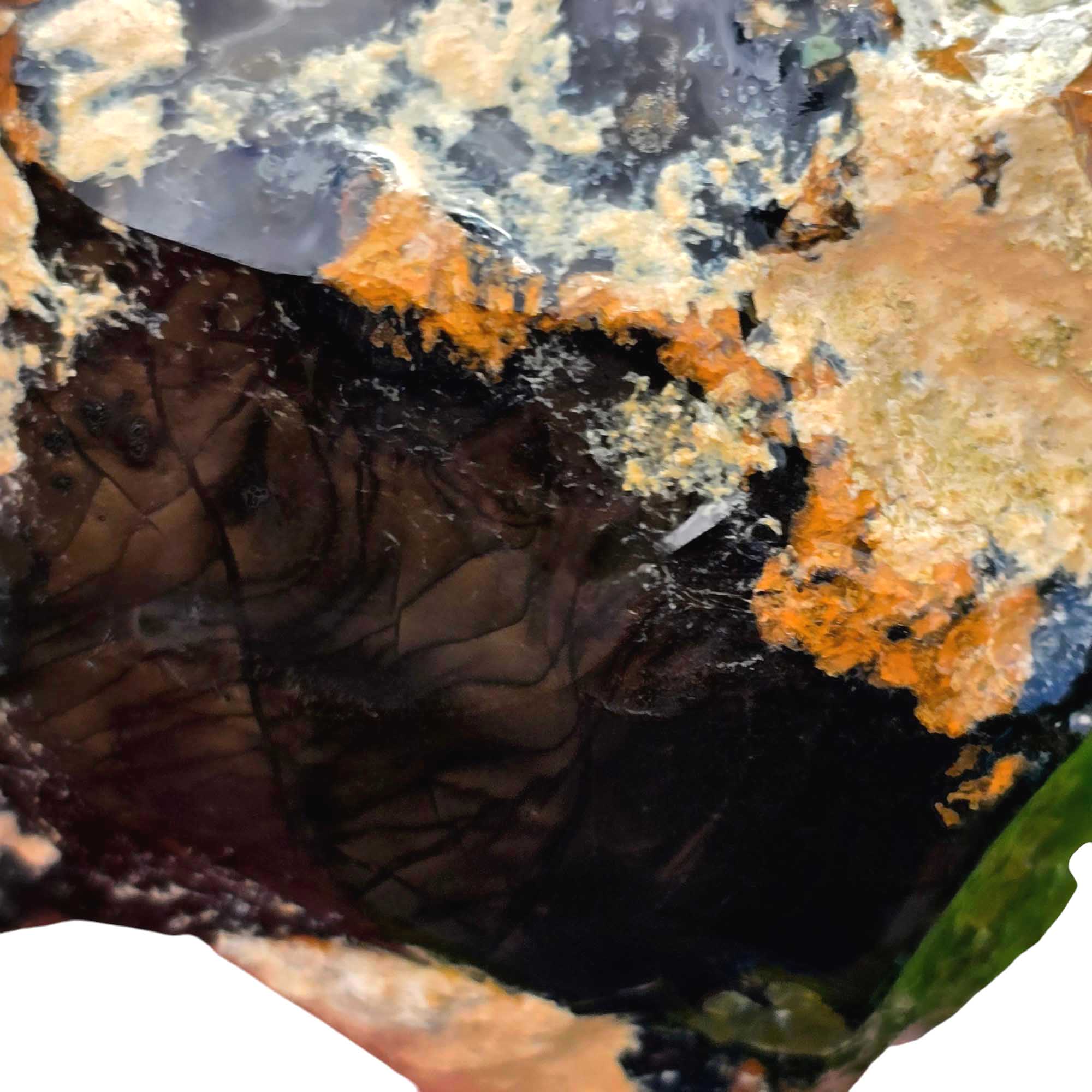 Orbicular Whisky Creek Jasper Lapidary Cutting Rough Chunk RARE