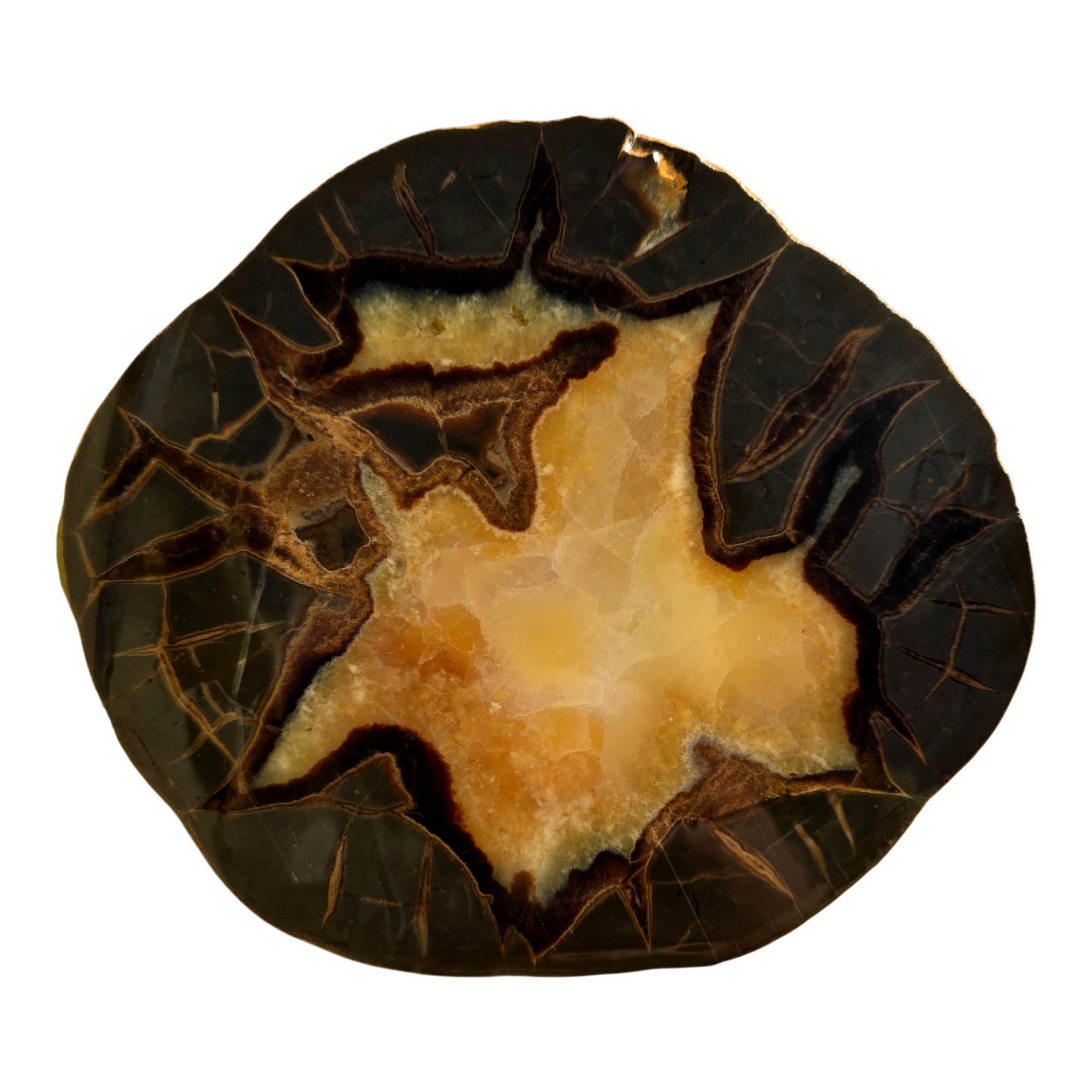 Septarian Nodule Slab - Calcite Center Dark Outline Crackle #3697-Photo3
