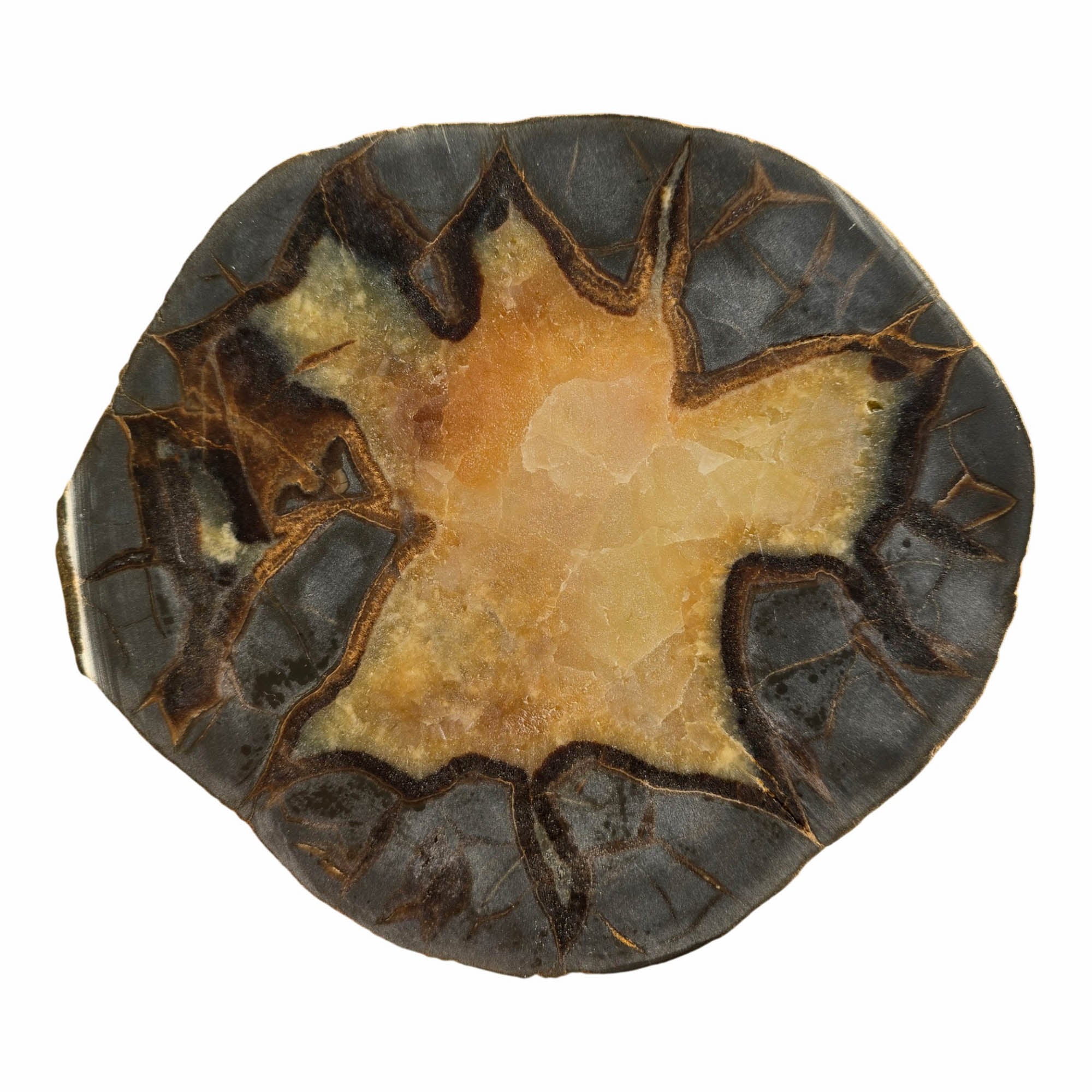 Septarian Nodule Slab Dry - Calcite Center Dark Outline Crackle #3697-Photo4