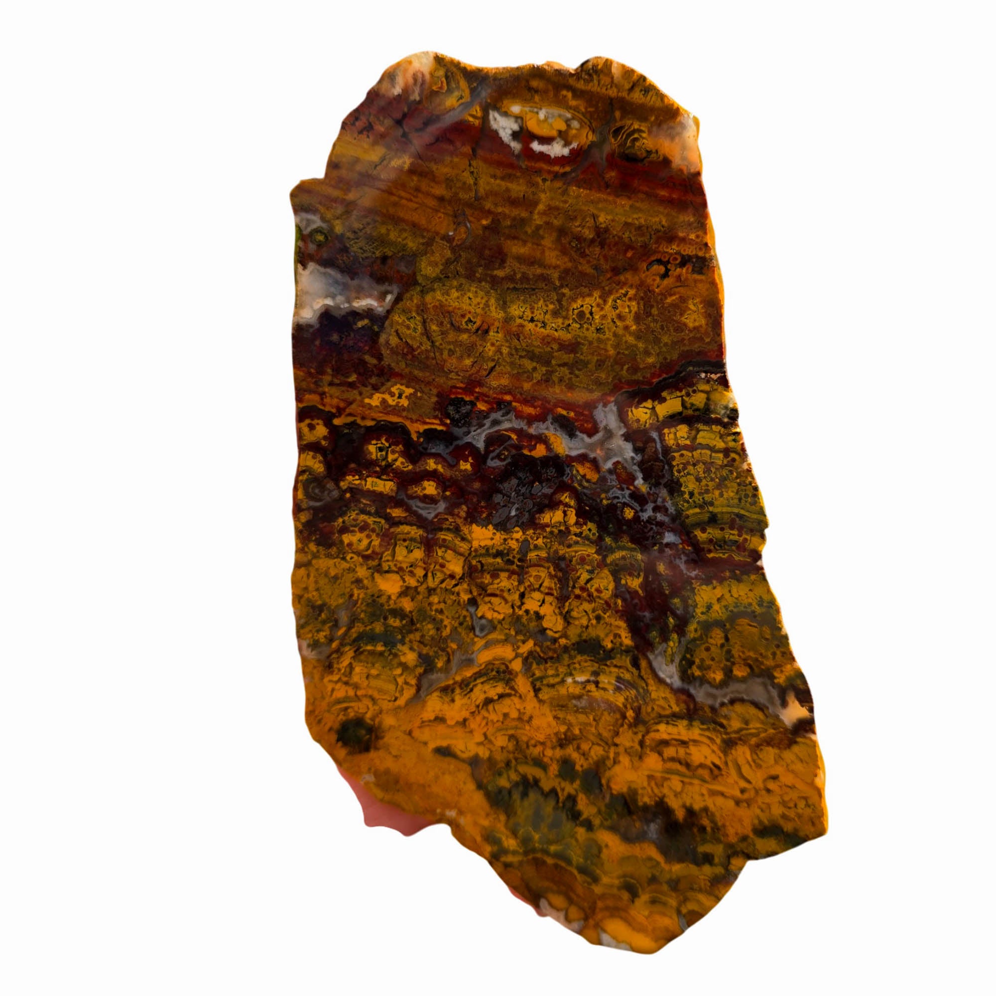 Apple Valley Jasper Slab - Hematite Flowers Stromatolite Pattern #3698-2