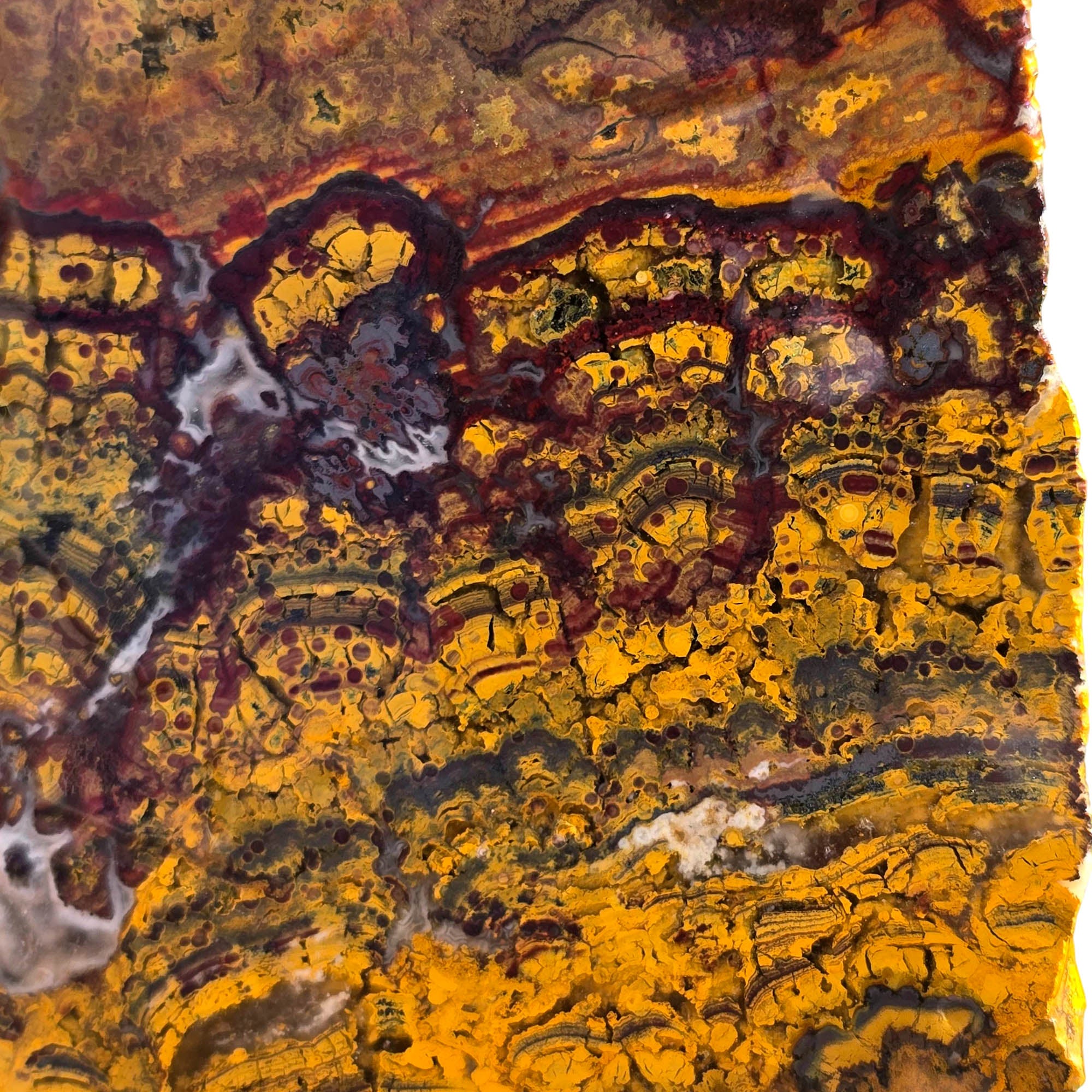 Apple Valley Jasper Slab - Hematite Flowers Stromatolite Pattern #3698-4