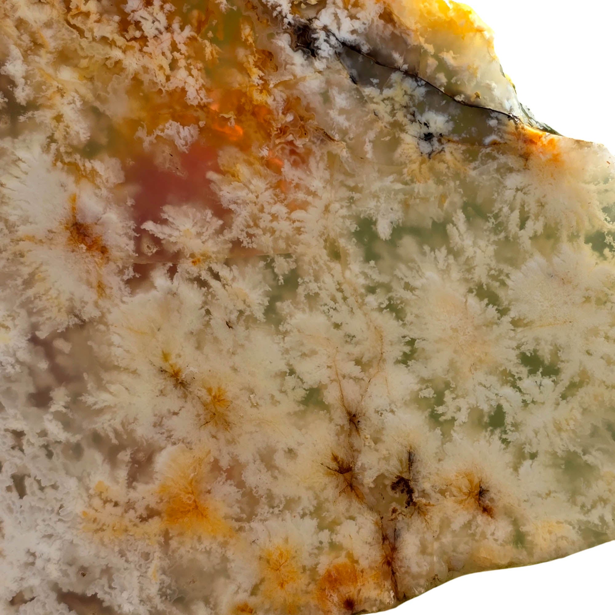 Nyedigger Plume Agate Slab – White Butterscotch Wispy Plumes Rare #3699-Photo3