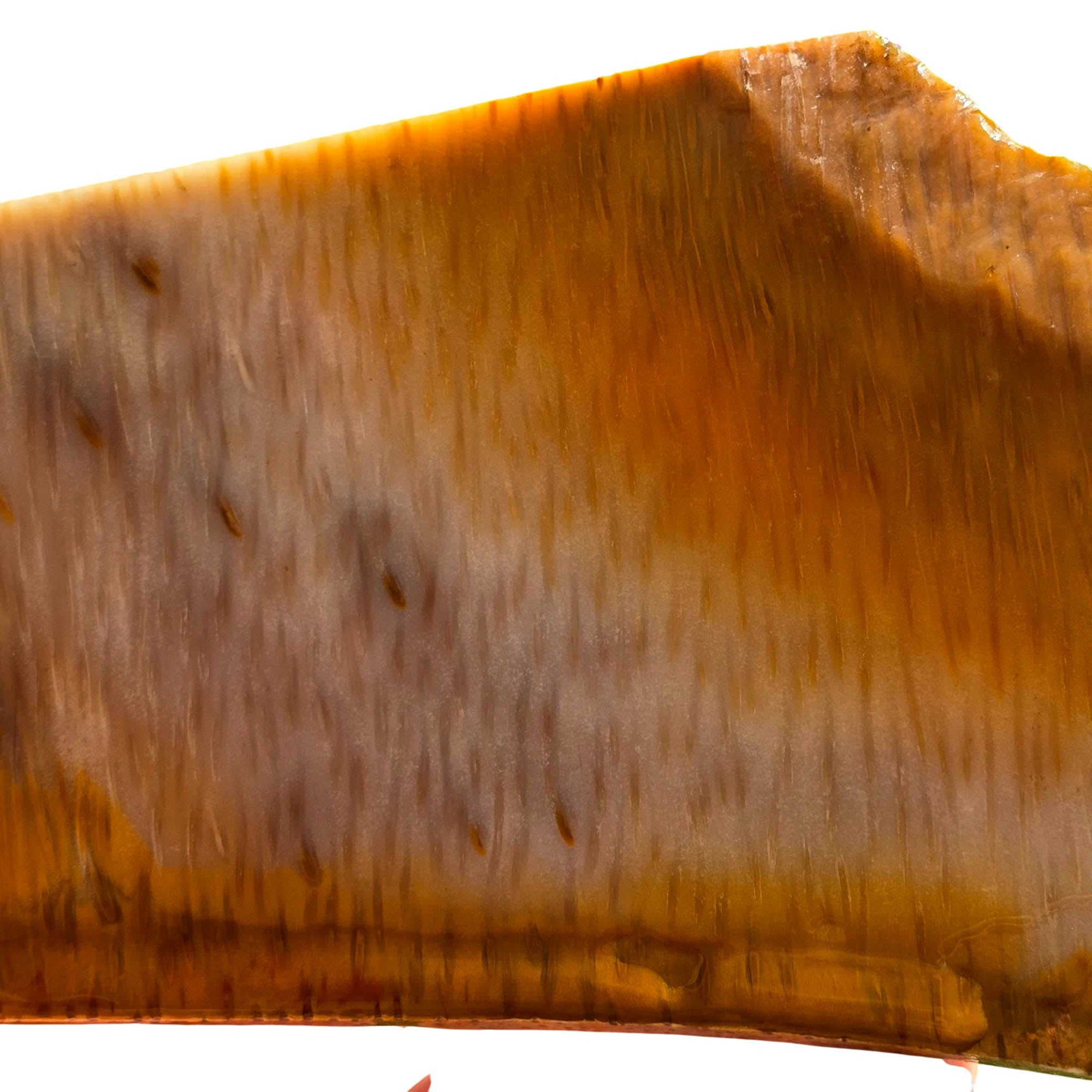 Indonesian Fossil Palm Wood Slab – Butterscotch Pattern Stable Quality #3700-Photo2