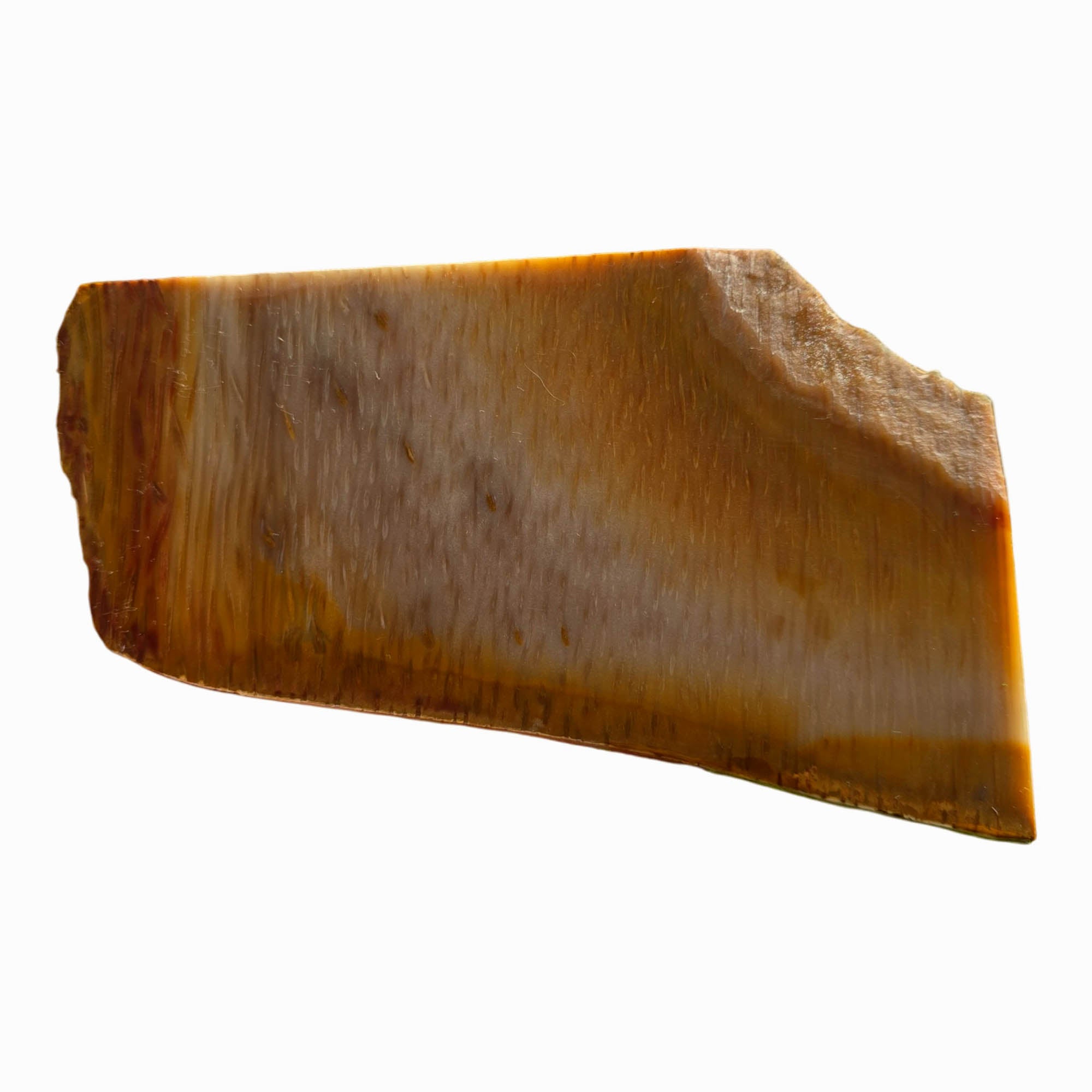 Indonesian Fossil Palm Wood Slab Dry – Butterscotch Pattern Stable Quality #3700-Photo4