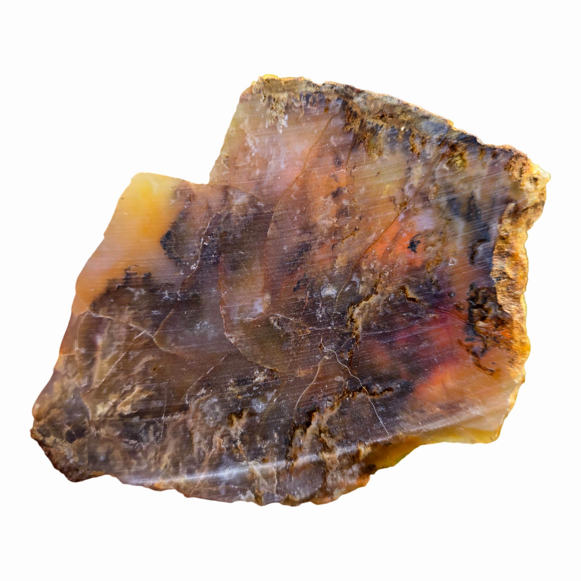 Graveyard Plume Agate Slab Dry – Spiked Plume Butterscotch Oregon #3702-Photo5