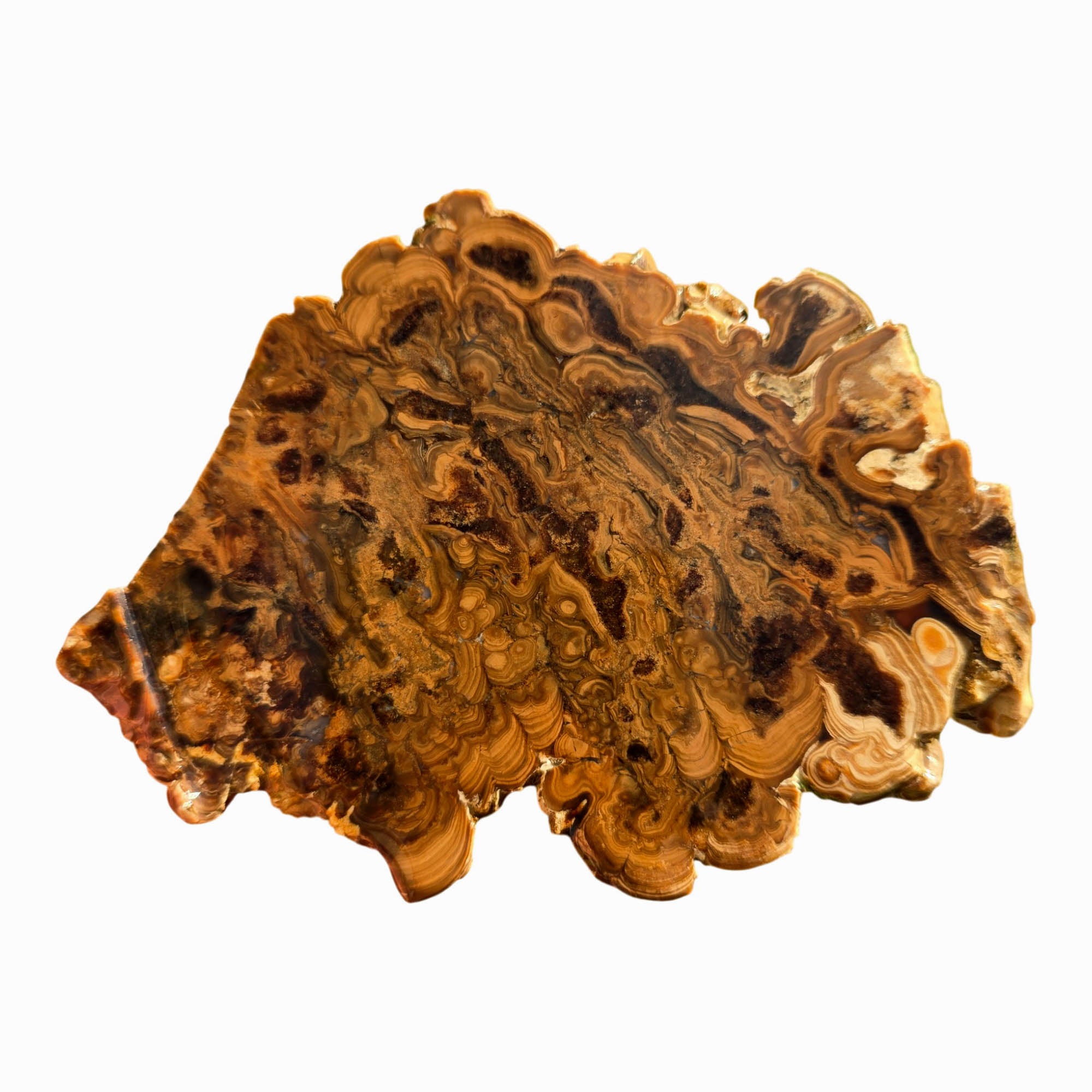 Wyoming Fossil Stromatolite Slab - Creamy Coffee Globular Sci-Fi! #3707-Photo2