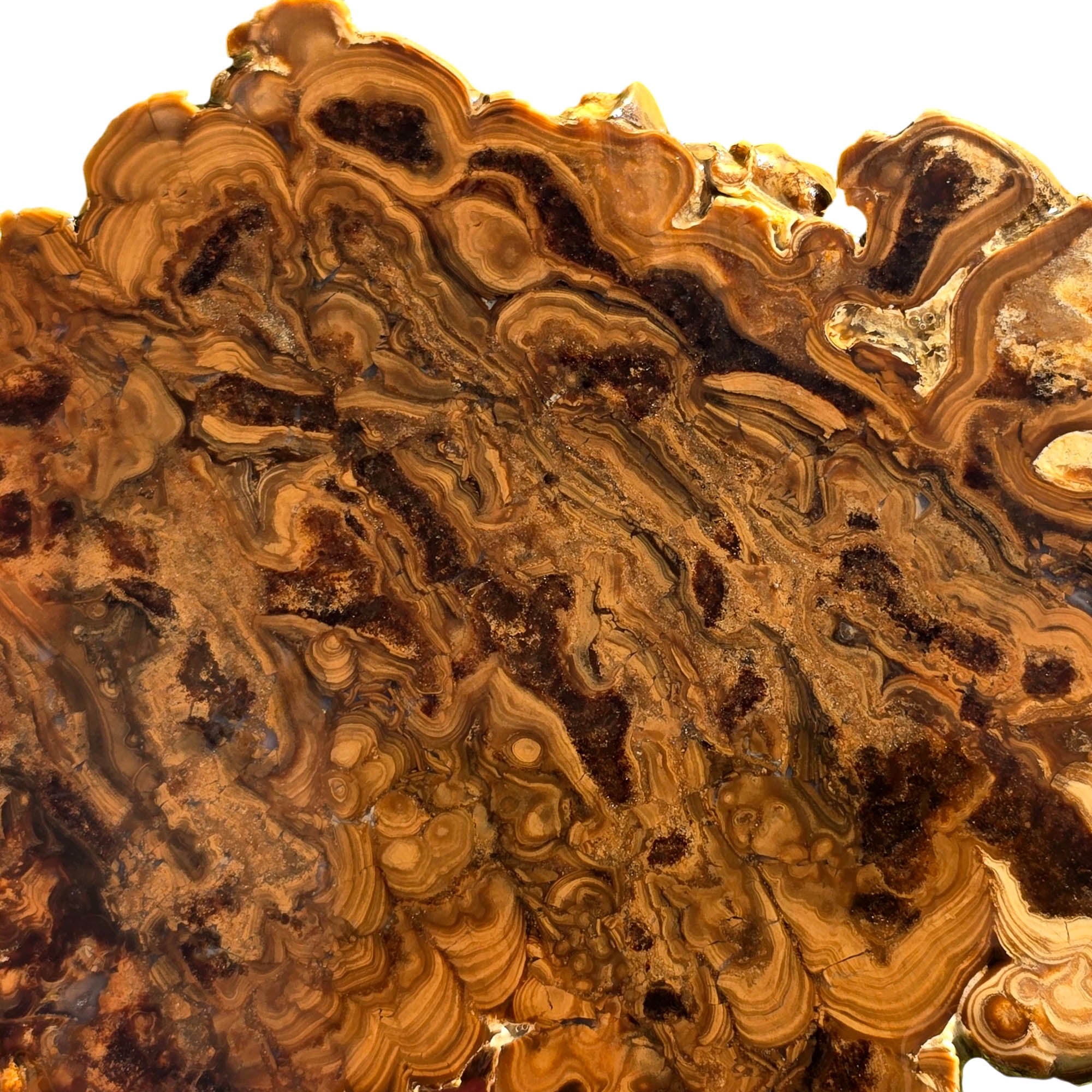 Wyoming Fossil Stromatolite Slab - Creamy Coffee Globular Sci-Fi! #3707-Photo3