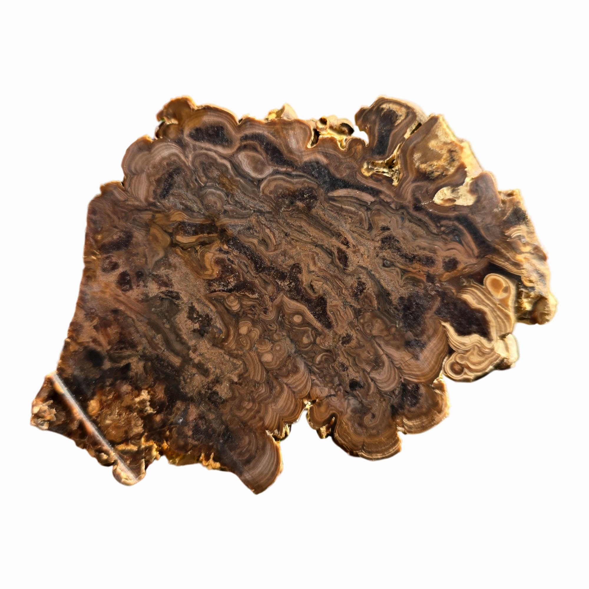 Wyoming Fossil Stromatolite Slab Dry - Creamy Coffee Globular Sci-Fi! #3707-Photo5