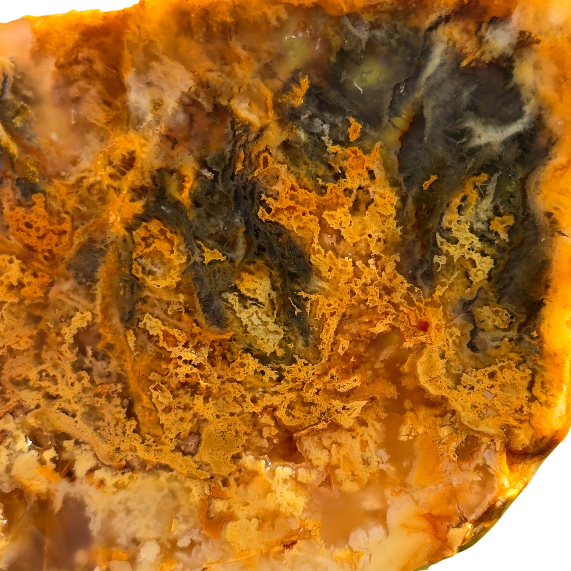 Regency Rose Plume Agate Slab - Butterscotch Black Hematite Druzy #3711-2