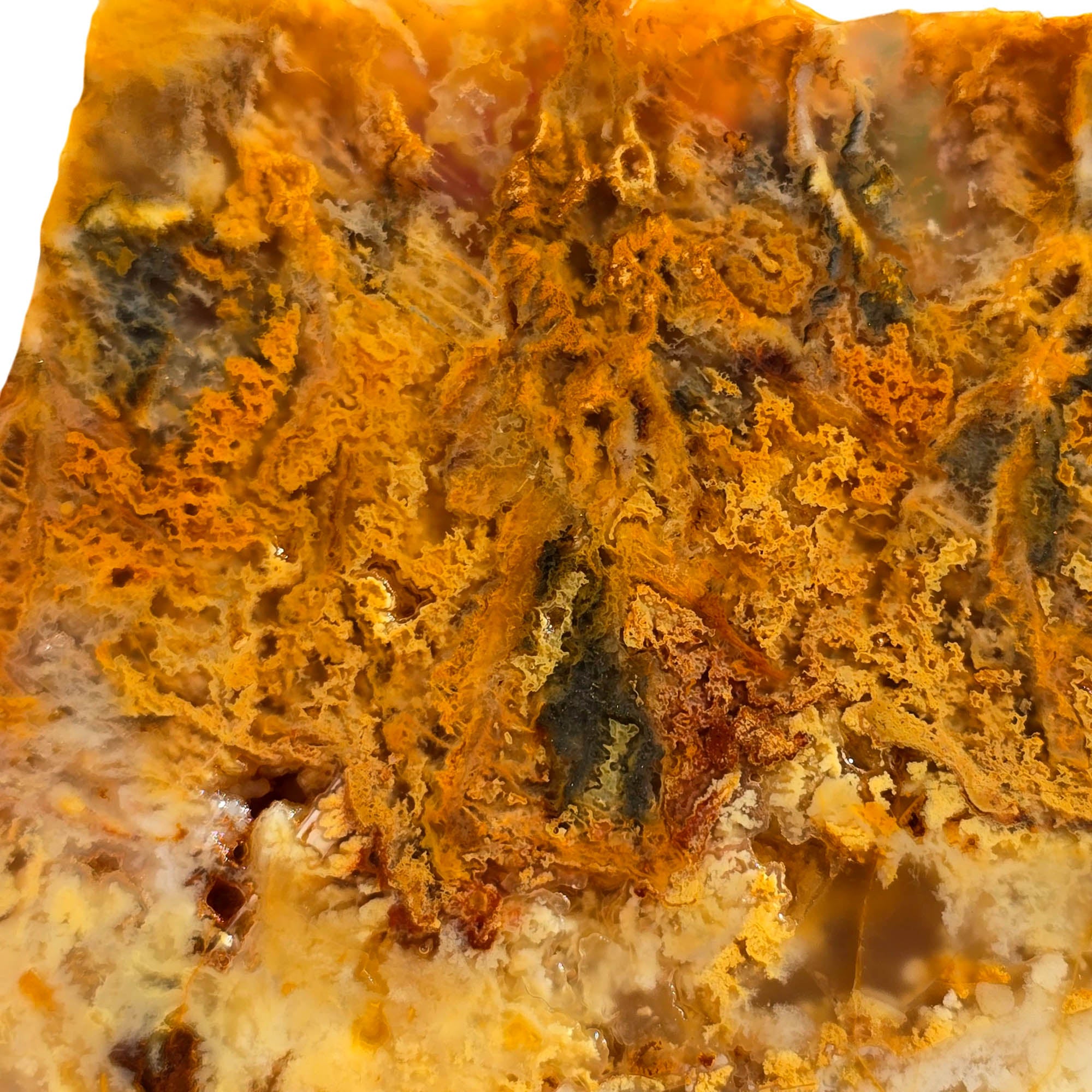 Regency Rose Plume Agate Slab - Butterscotch Black Hematite Druzy #3711-3
