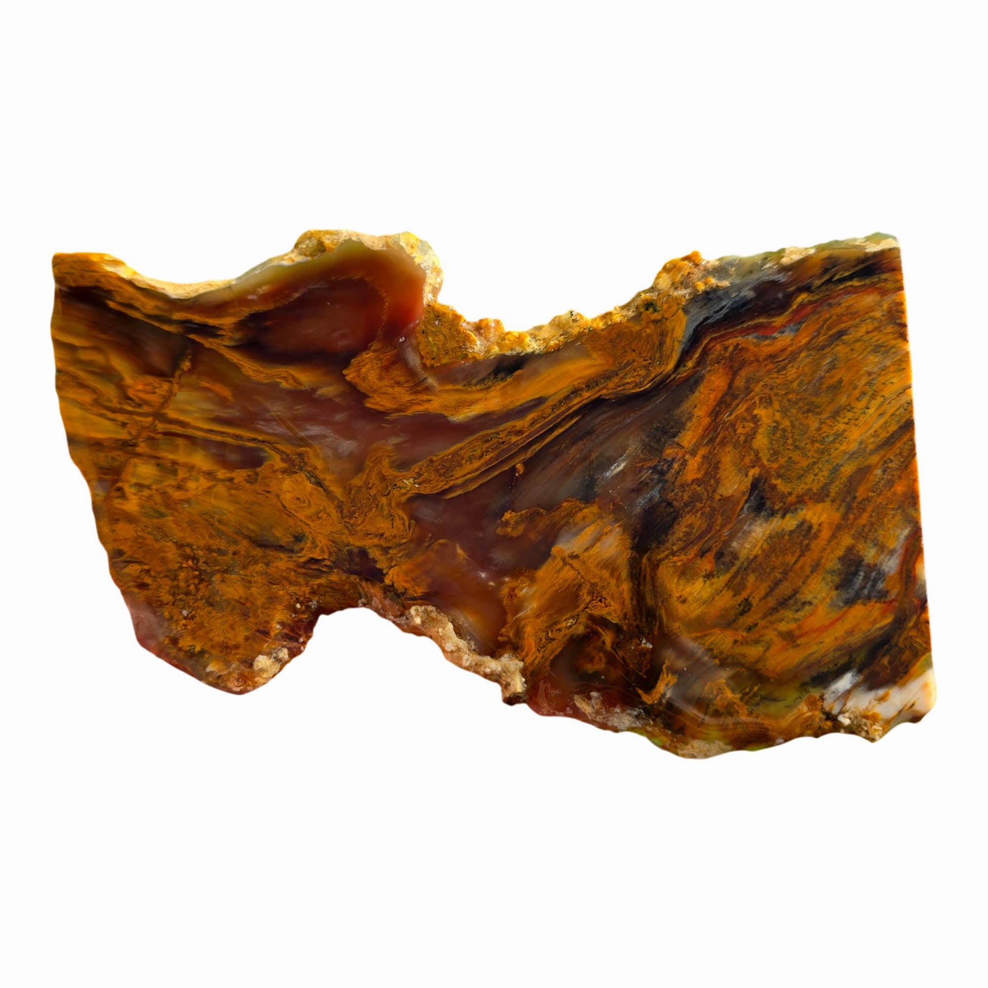 Mystery Petrified Wood Slab – Wood Knot Feature Backlit Display! #3713-Photo2