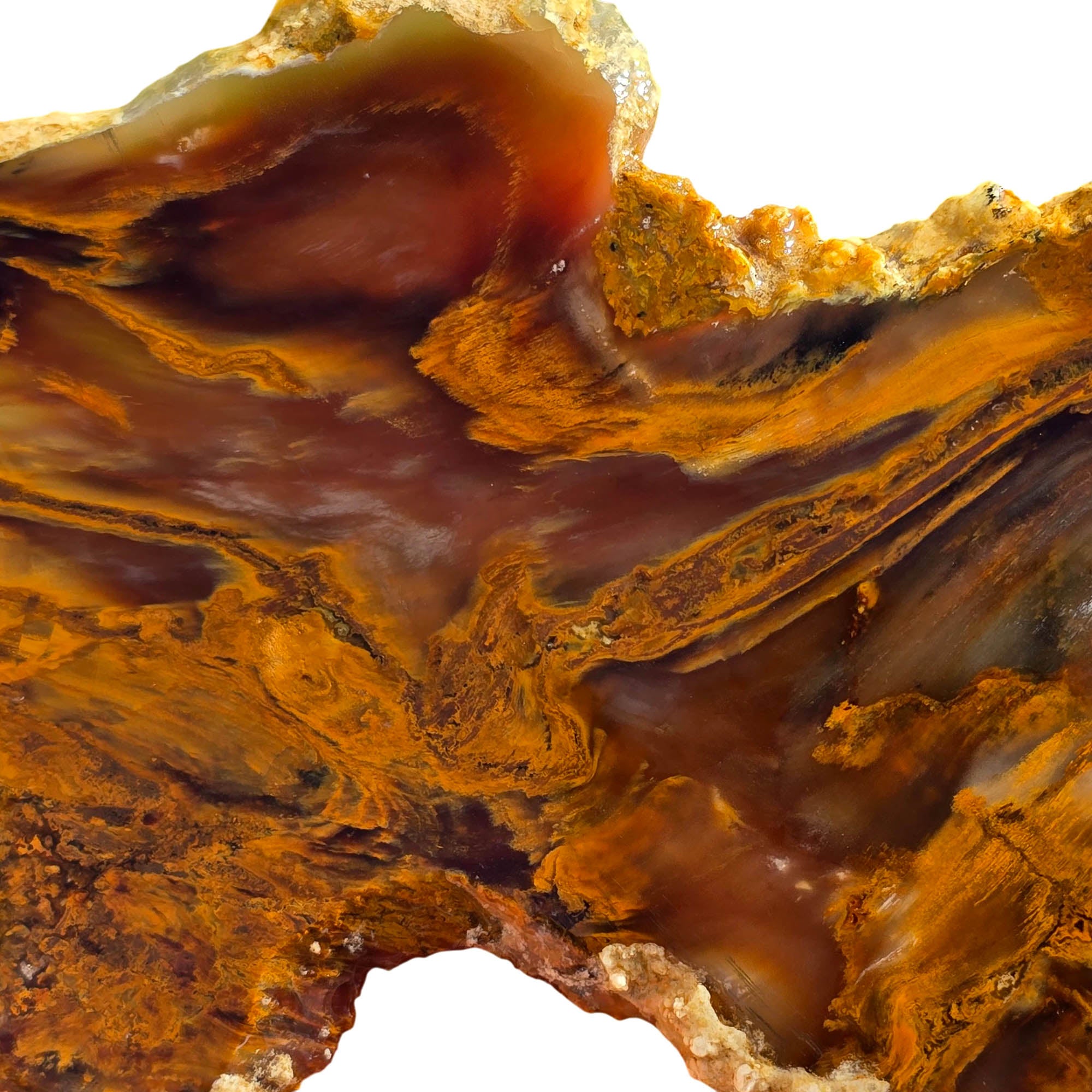 Mystery Petrified Wood Slab – Wood Knot Feature Backlit Display! #3713-Photo3