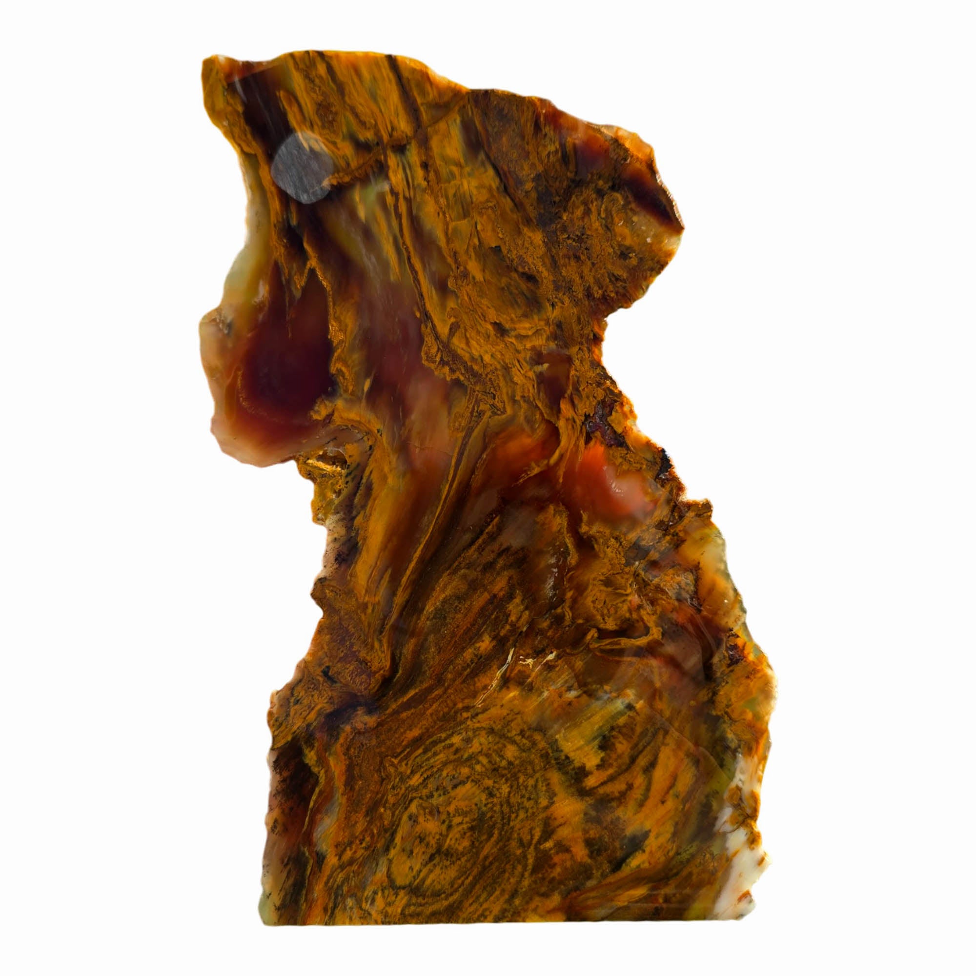 Mystery Petrified Wood Slab – Wood Knot Feature Backlit Display! #3713-Photo4