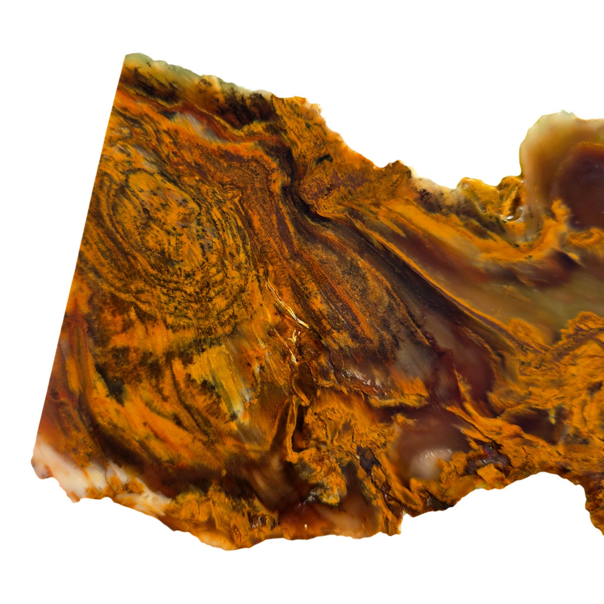 Mystery Petrified Wood Slab – Wood Knot Feature Backlit Display! #3713-Photo1