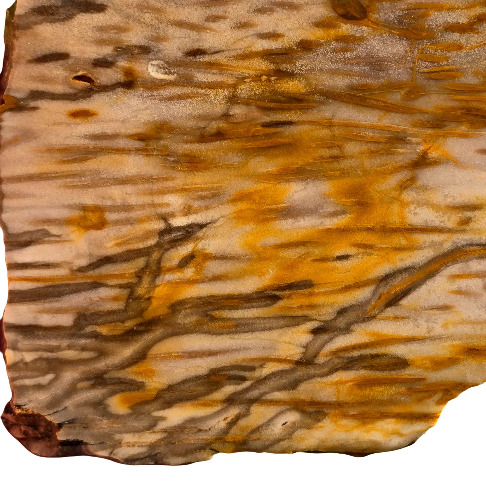 Indonesian Fossil Palm Wood Slab – Classic Butterscotch Grain Pattern! #3714-Photo2