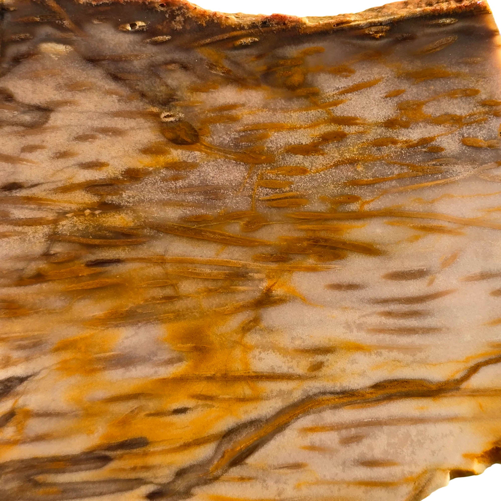 Indonesian Fossil Palm Wood Slab – Classic Butterscotch Grain Pattern! #3714-Photo3