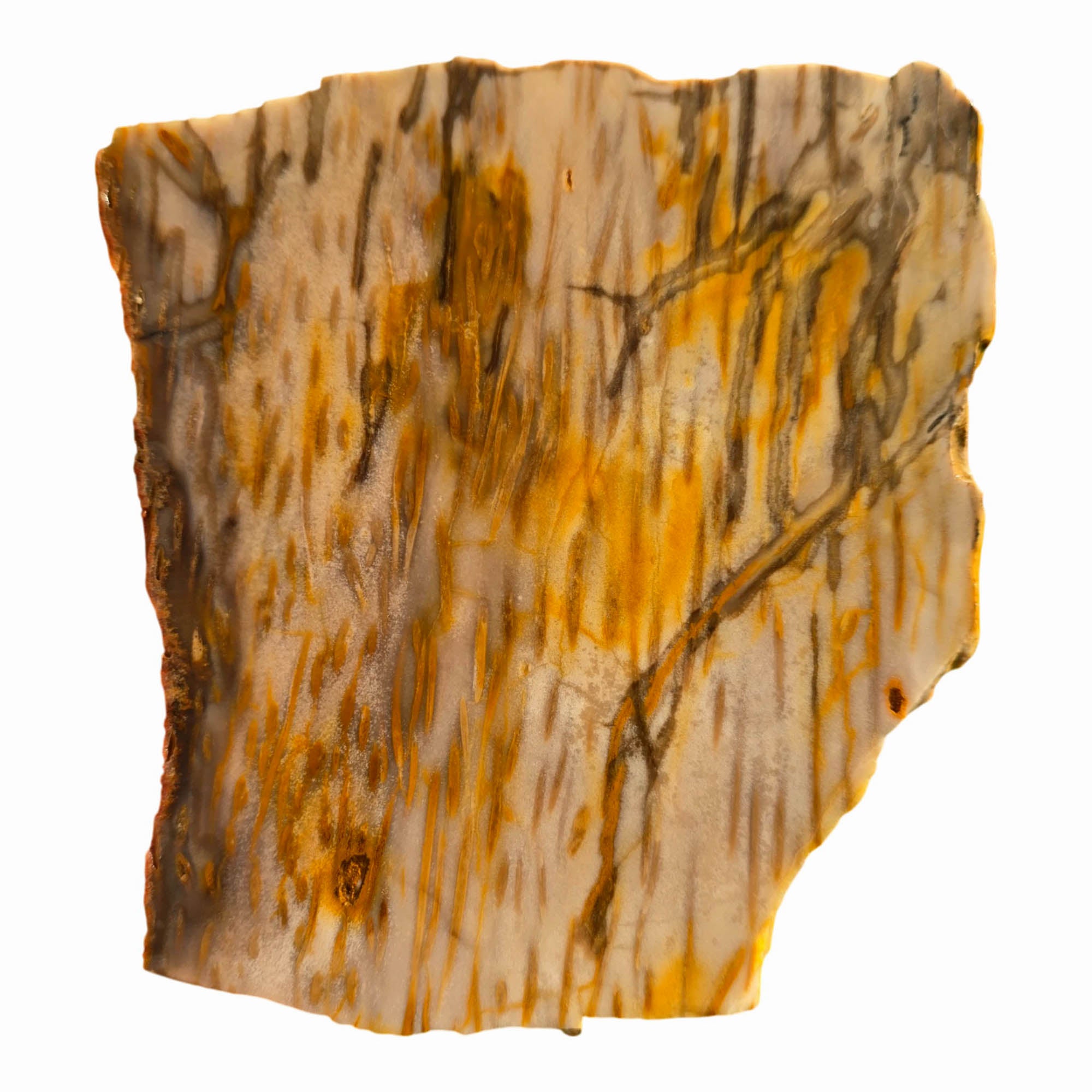 Indonesian Fossil Palm Wood Slab – Classic Butterscotch Grain Pattern! #3714-Photo4