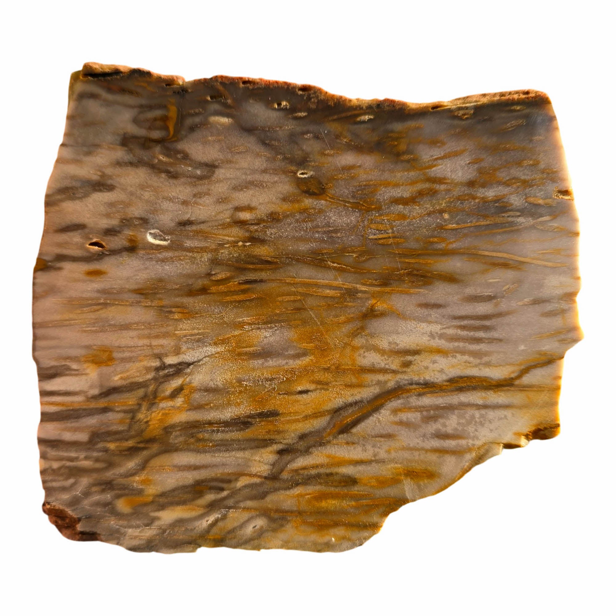 Indonesian Fossil Palm Wood Slab Dry – Classic Butterscotch Grain Pattern! #3714-Photo5