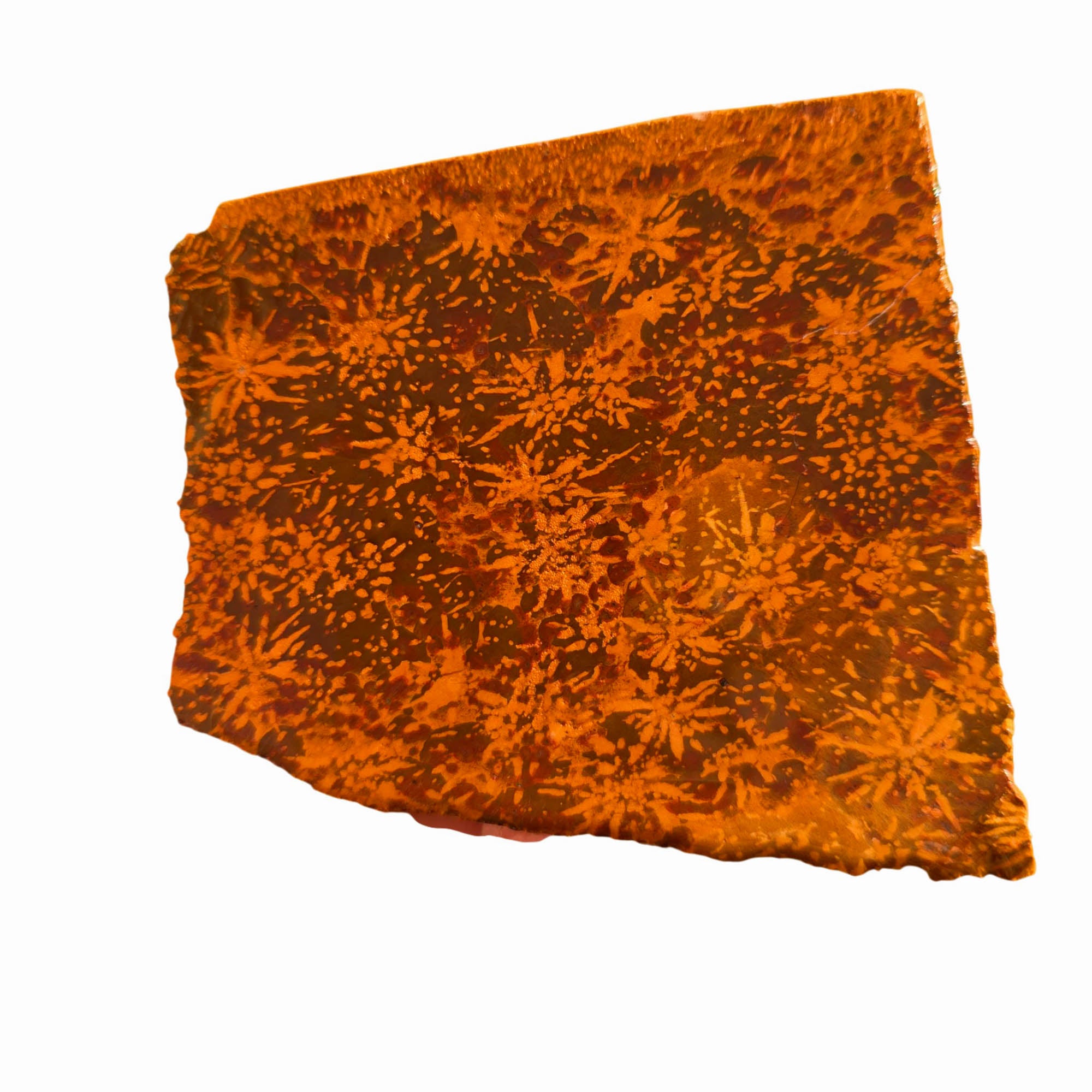 Starburst Rhyolite Slab - Chrysanthemum Firework Flowering Pattern Mexican #3717-Photo1