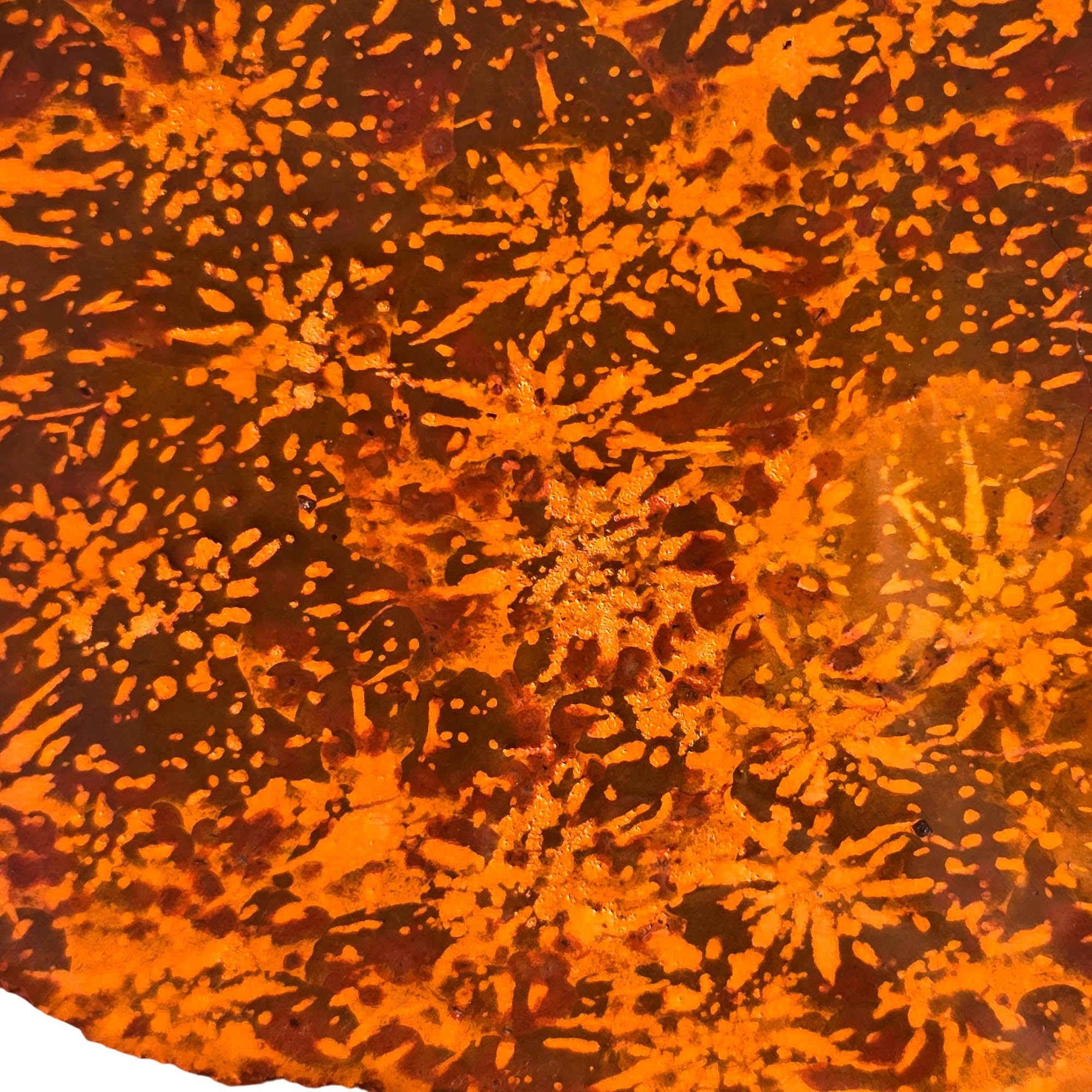 Starburst Rhyolite Slab - Chrysanthemum Firework Flowering Pattern Mexican #3717-Photo2