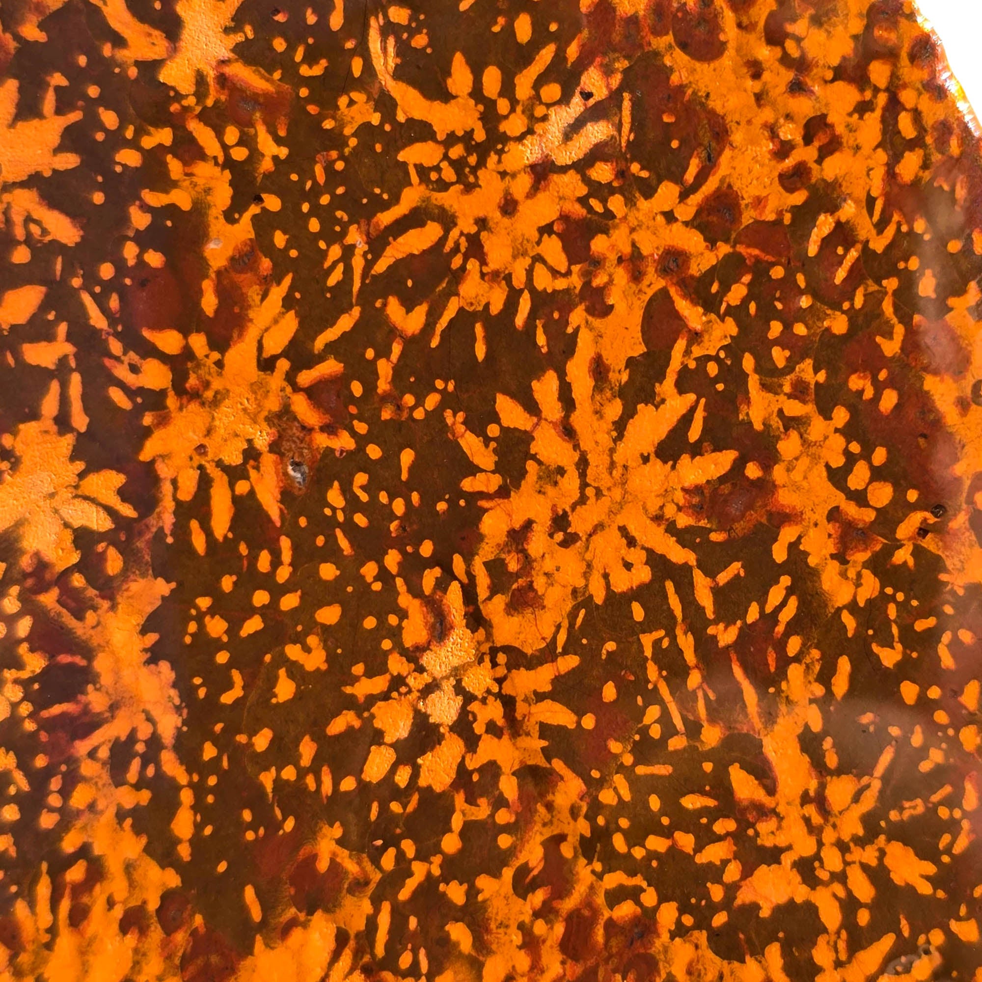 Starburst Rhyolite Slab - Chrysanthemum Firework Flowering Pattern Mexican #3717-Photo4