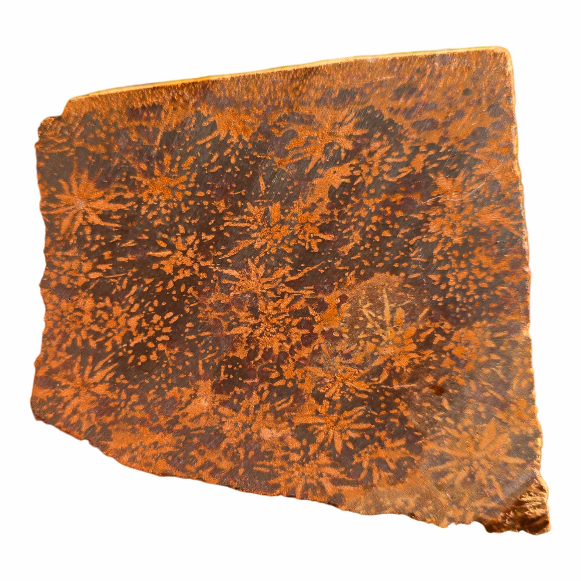 Starburst Rhyolite Slab Dry - Chrysanthemum Firework Flowering Pattern Mexican #3717-Photo5